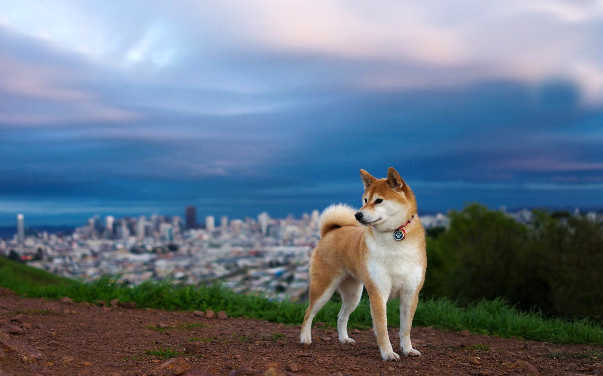 Dog: Akita Inu, Japanese breed, Used to help humans do their work. 1920x1200 HD Background.