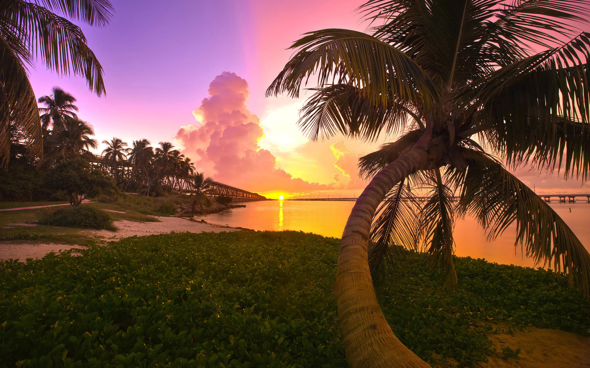 Key West travels, Palm tree wallpapers, 1920x1200 HD Desktop