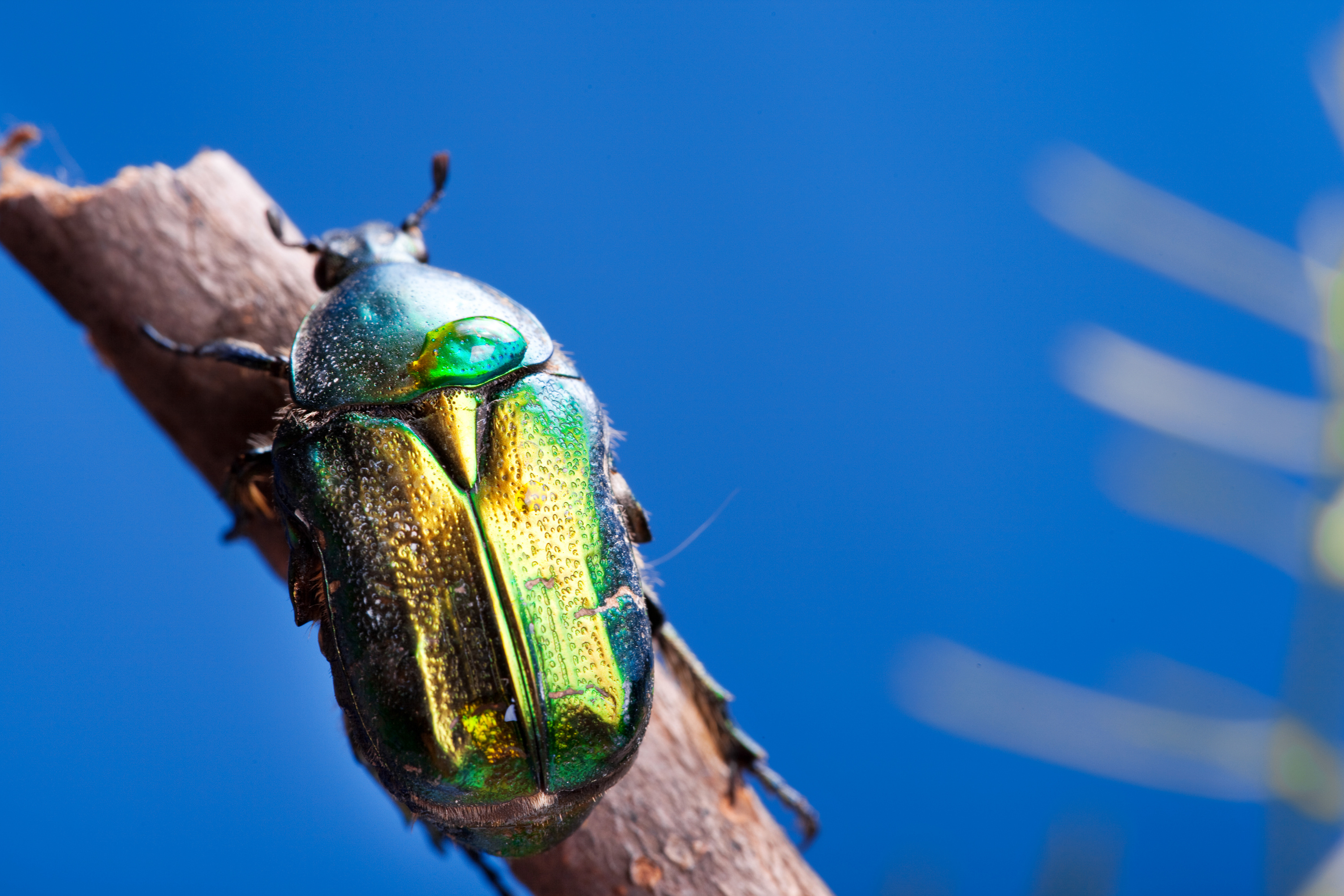 Beetle, Free photo chafer beetle animal, Free download, 3000x2000 HD Desktop