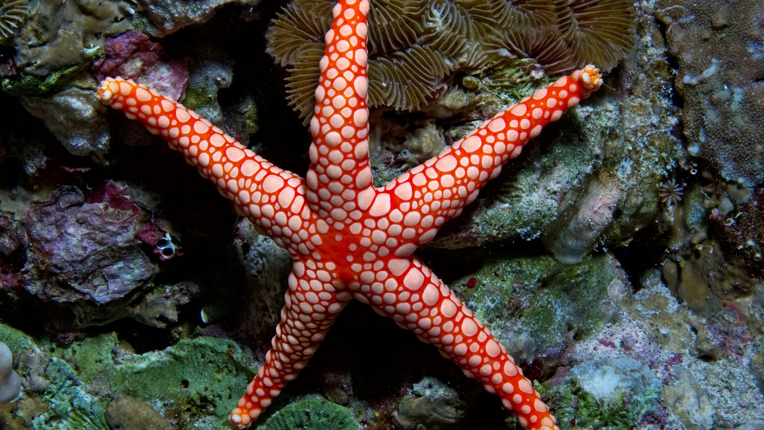 Sea Star: Fromia monilis, Starfish, Pacific Ocean, Underwater, Animals. 2560x1440 HD Wallpaper.