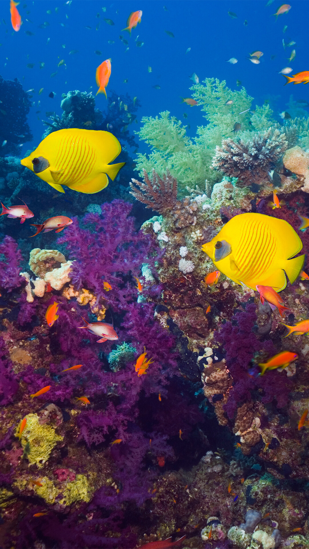 Coral Reef: Corals, Golden butterflyfish, Red Sea, Egypt. 1080x1920 Full HD Wallpaper.