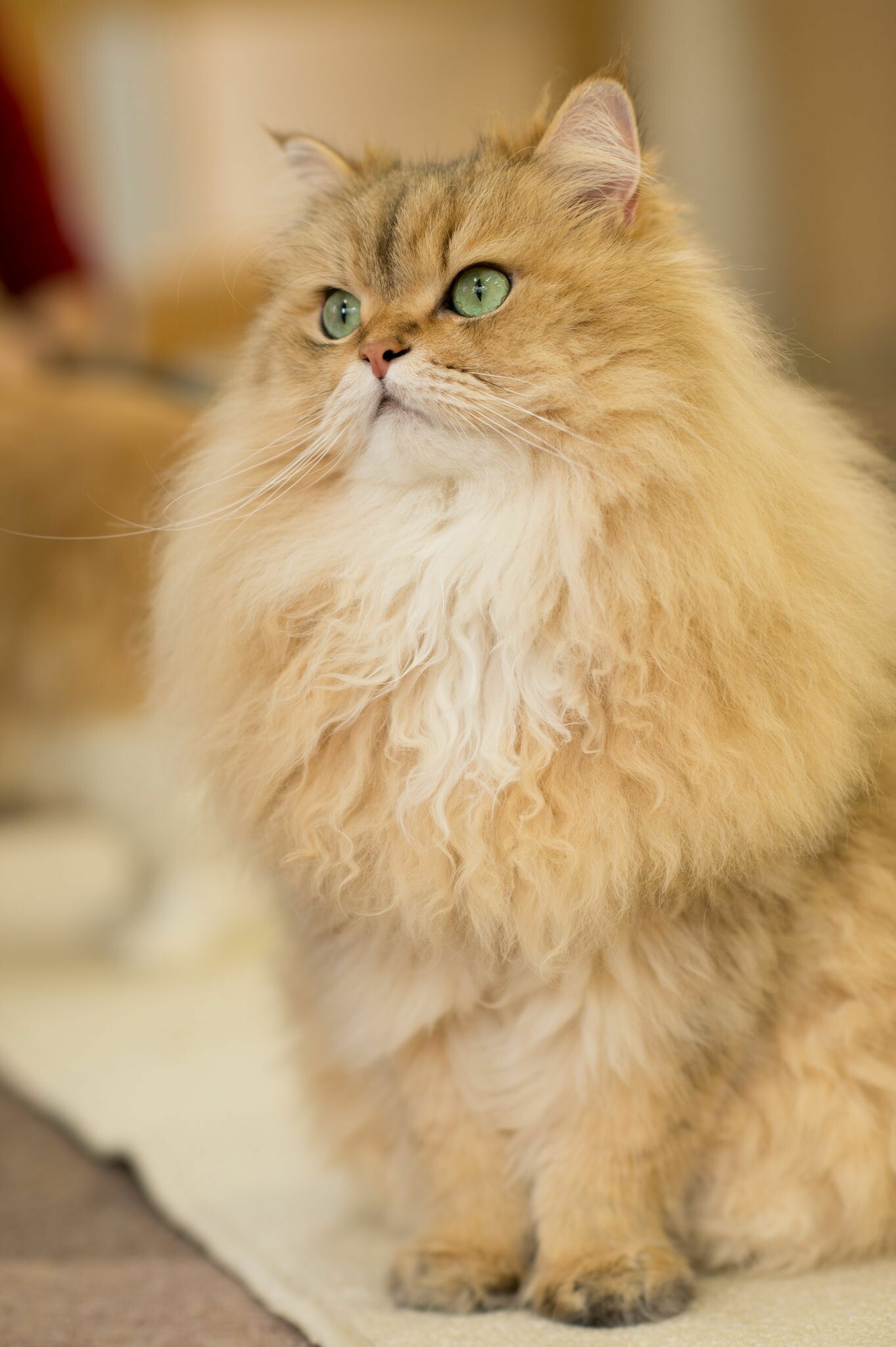 Persian Cat: The most popular pedigreed breed in the US. 1370x2050 HD Background.