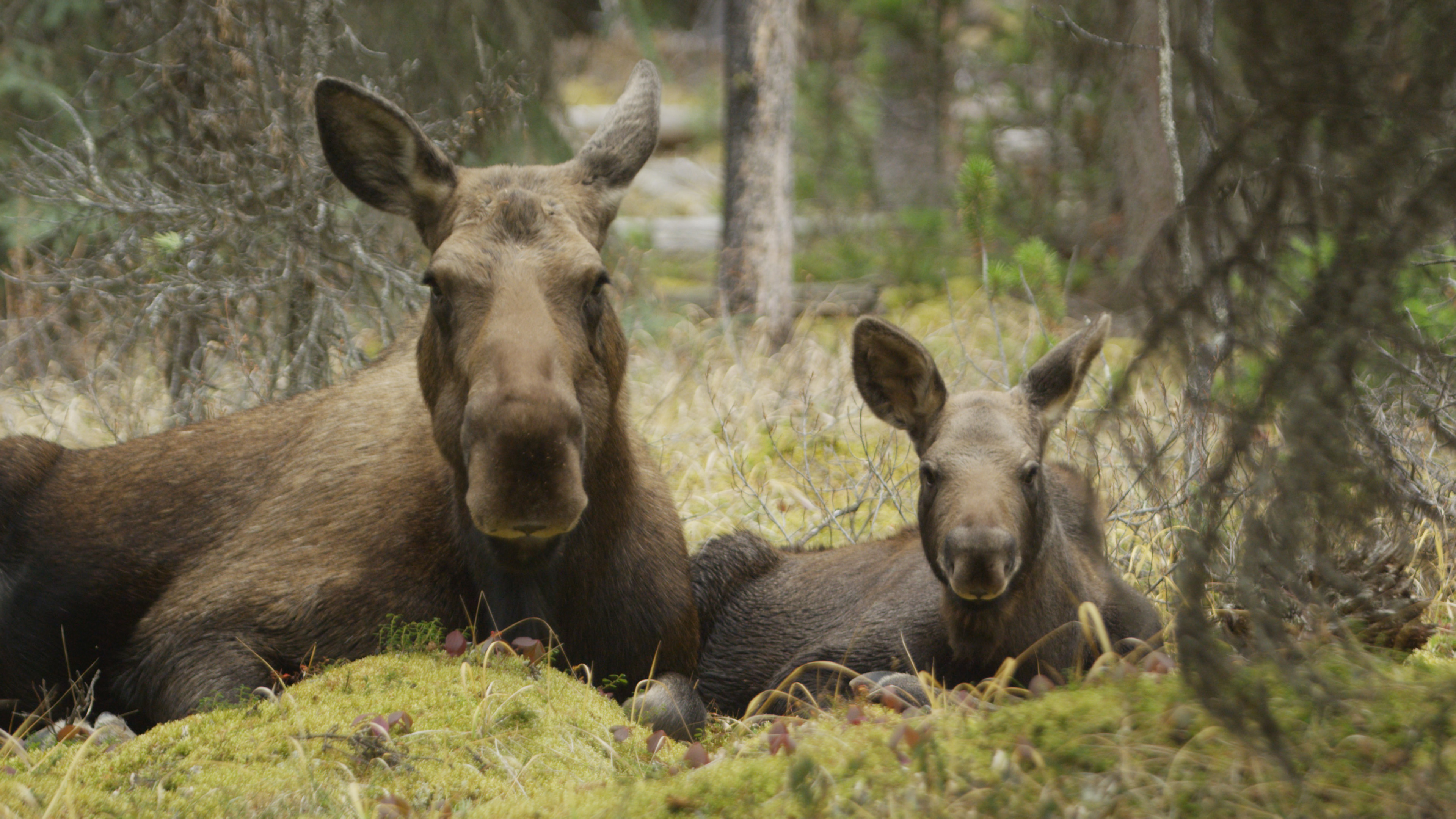 Twig-eating moose, PBS star, Heartwarming story, Nature's wonder, 3840x2160 4K Desktop