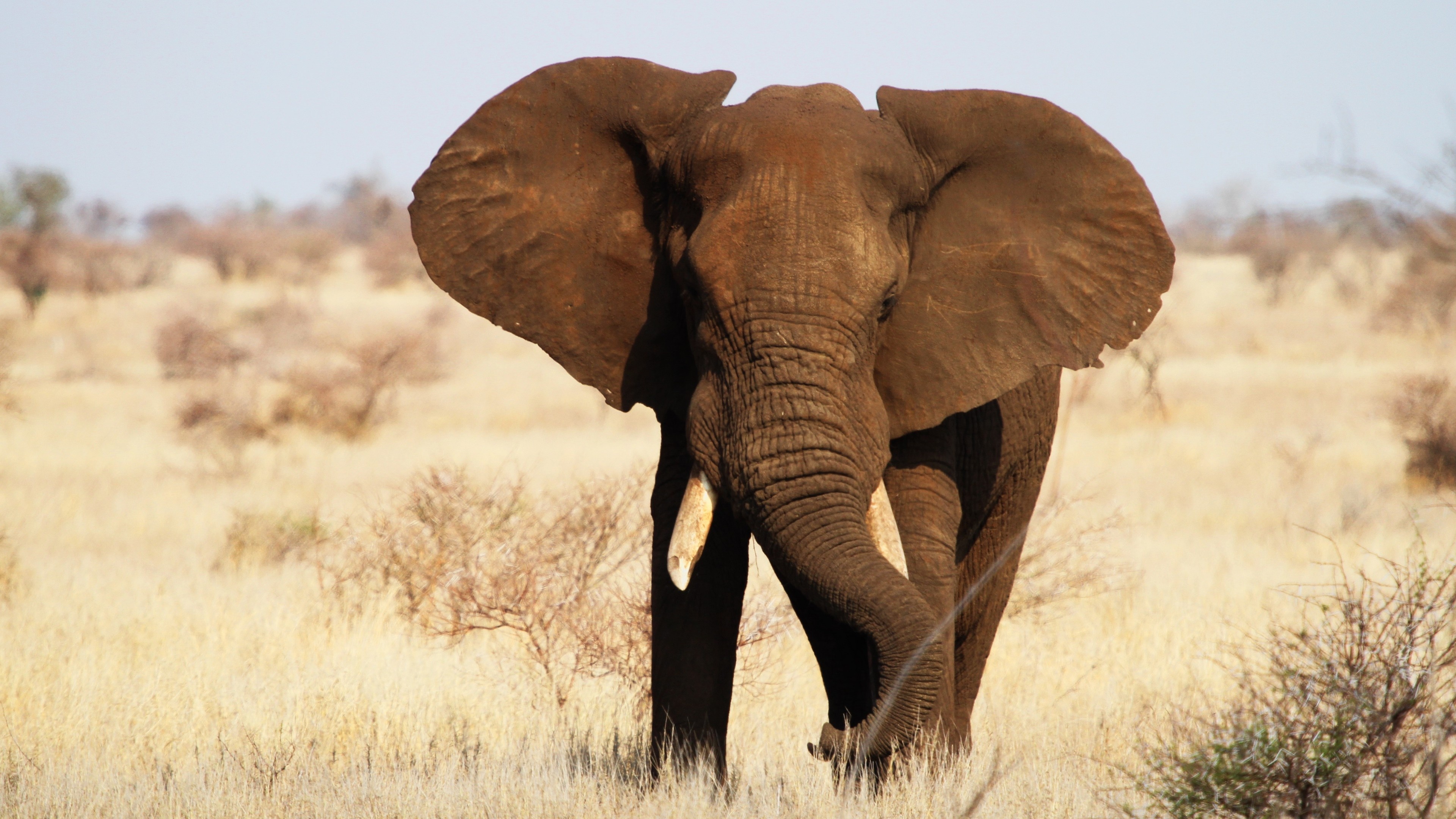 Kruger National Park, Majestic elephants, Stunning African landscapes, Wildlife sanctuary, 3840x2160 4K Desktop