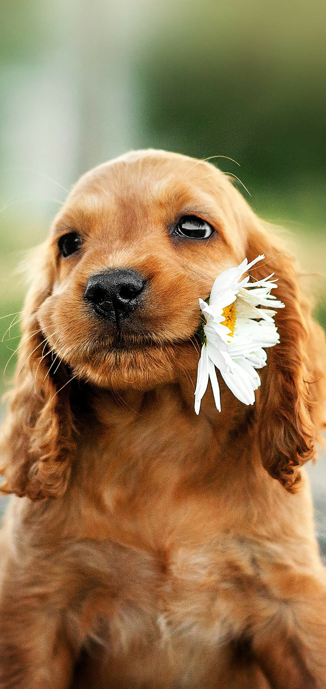 Puppy: One of the first domesticated animals, Canis familiaris. 1080x2280 HD Wallpaper.