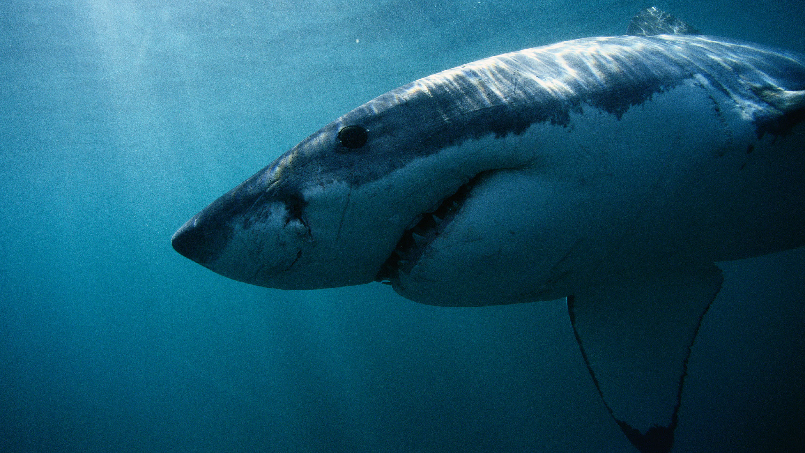Great White Shark: Sit at the top of the food chain, feeding on a variety of marine animals. 2800x1580 HD Background.