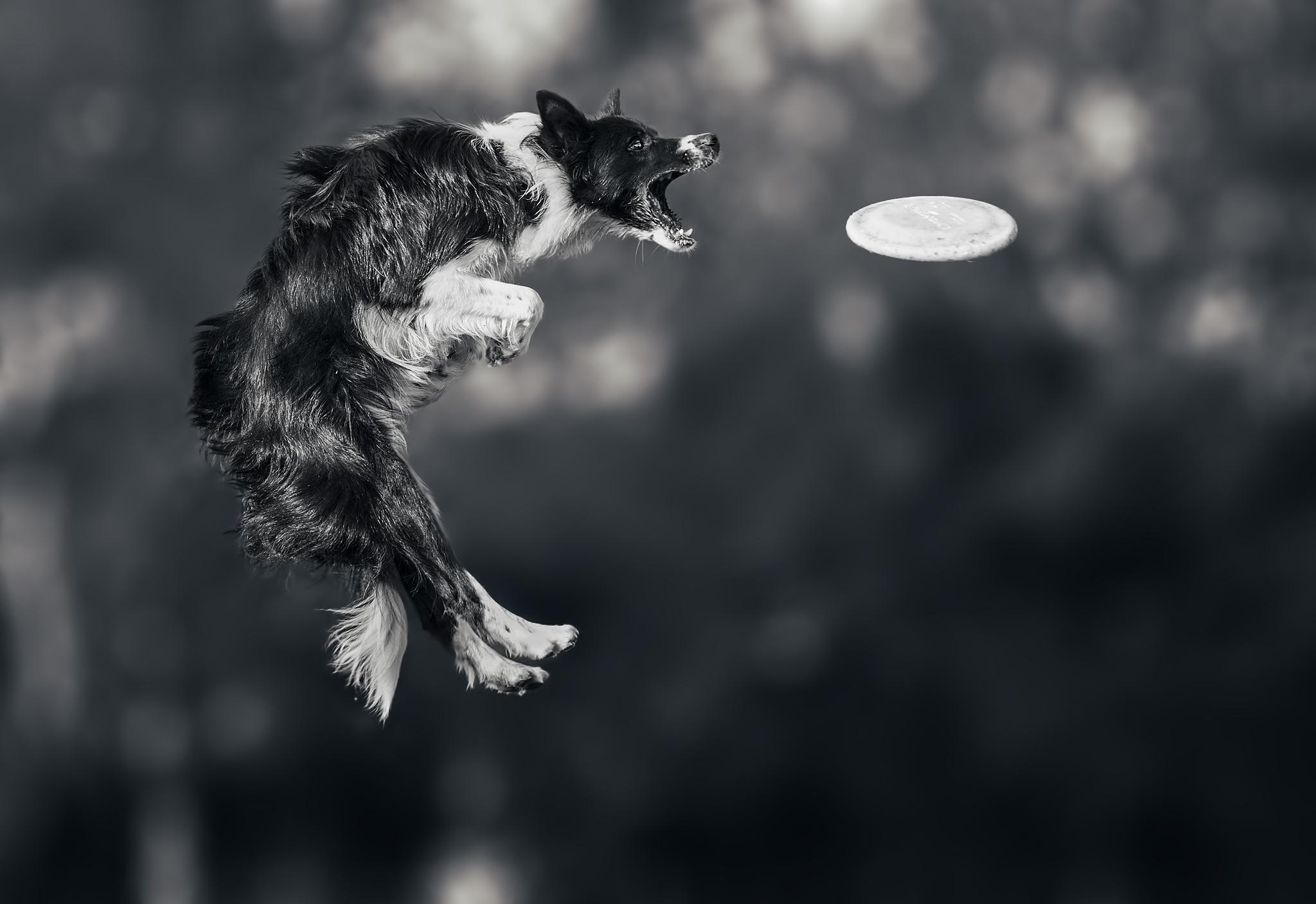 Flying Disc Sports: Frisbee Fetching, Games to Play with Dogs, Dog Disc. 2050x1410 HD Background.
