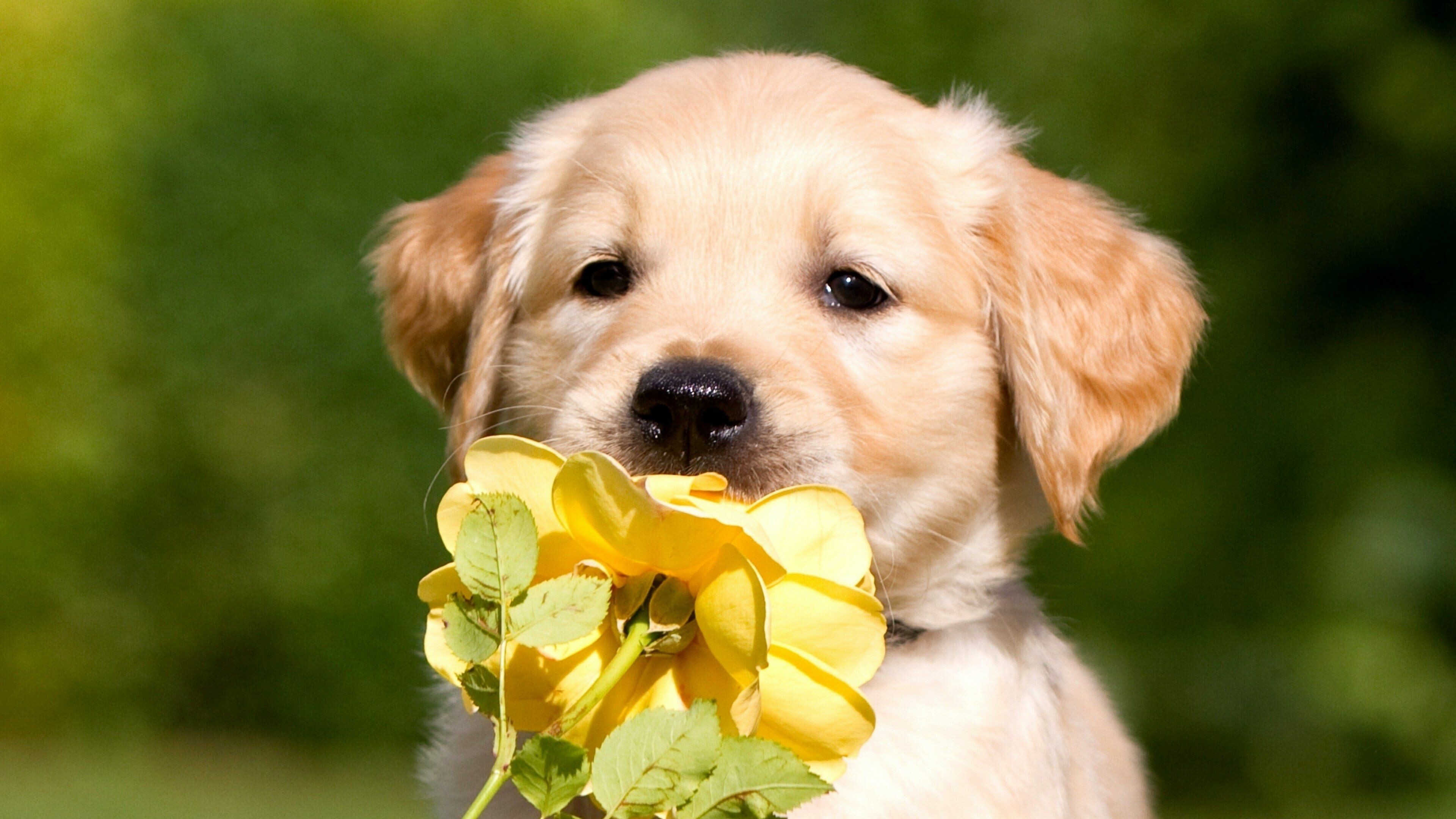Puppy: Labrador Retriever, Baby dog. 3840x2160 4K Background.