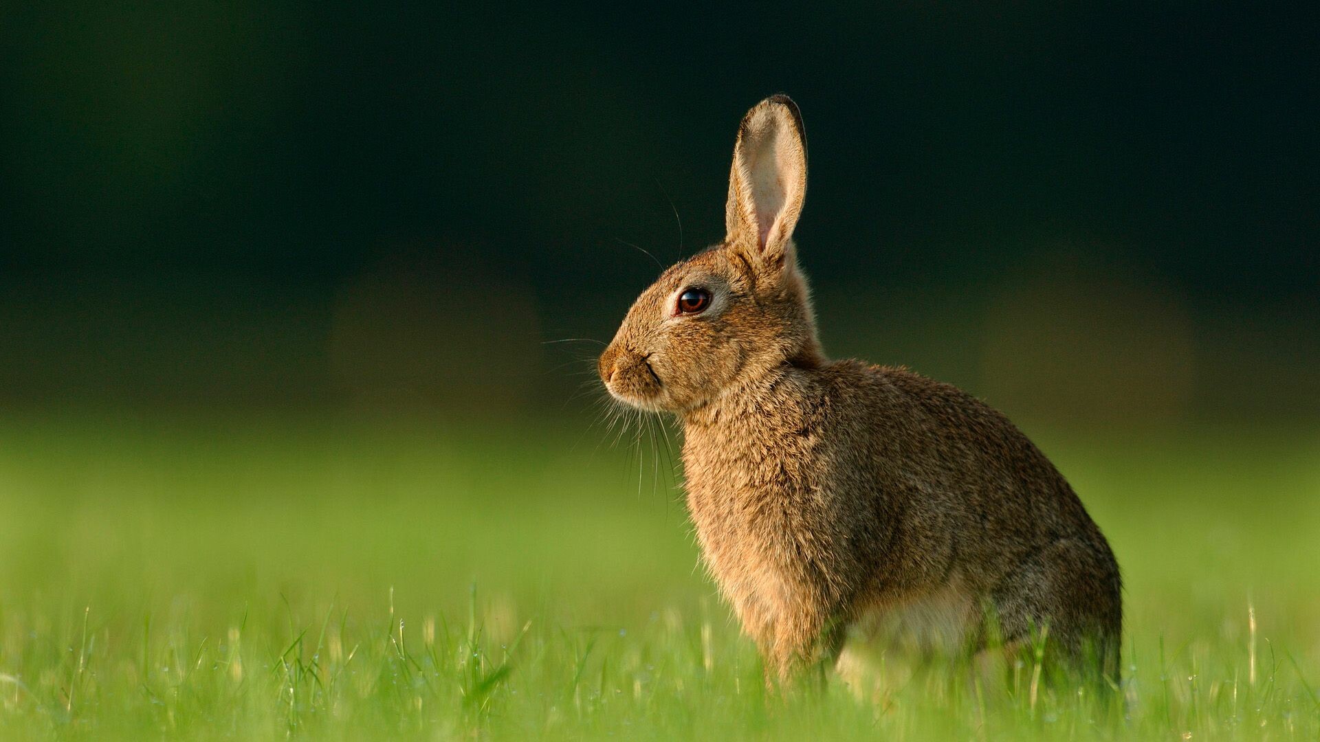 Rabbit: Wild bunny, Oryctolagus cuniculus, A small furry animal. 1920x1080 Full HD Background.