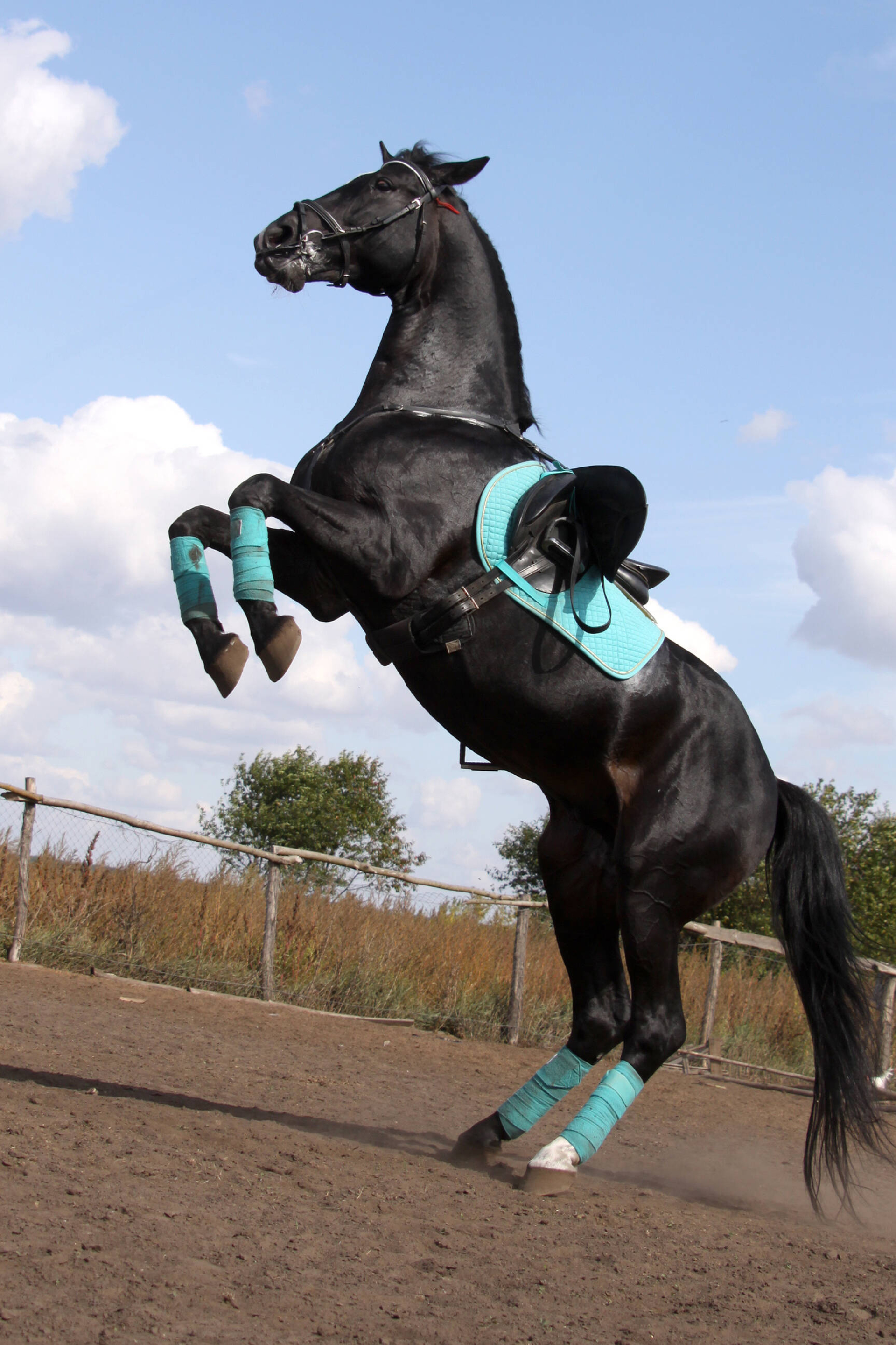 Equestrian Sports: The well-trained black horse reared up, A racing horse. 1920x2880 HD Background.