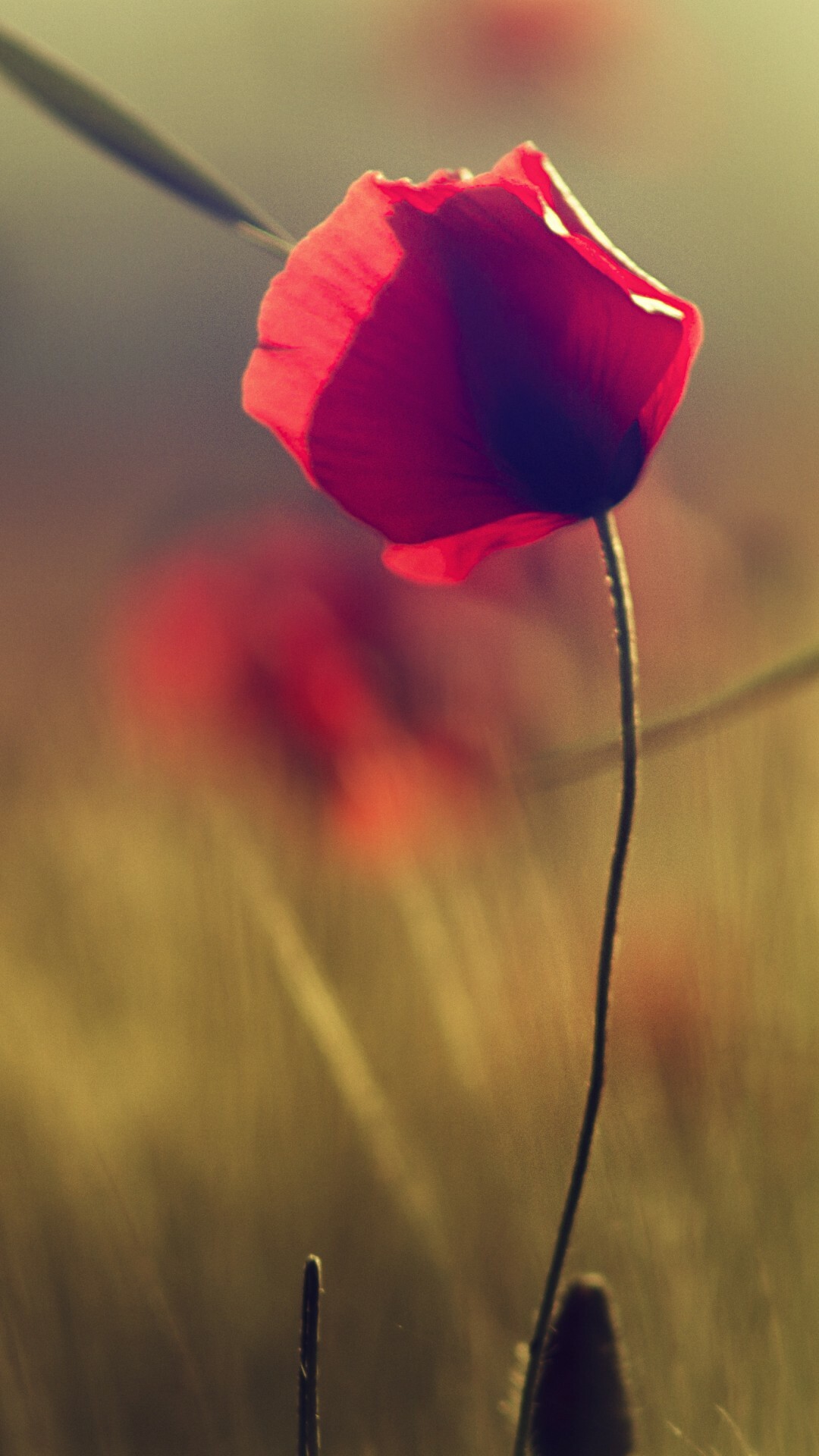 Poppy Flower: The species contains alkaloid compounds that are poisonous to both humans and pets, Flowering plant. 1080x1920 Full HD Wallpaper.