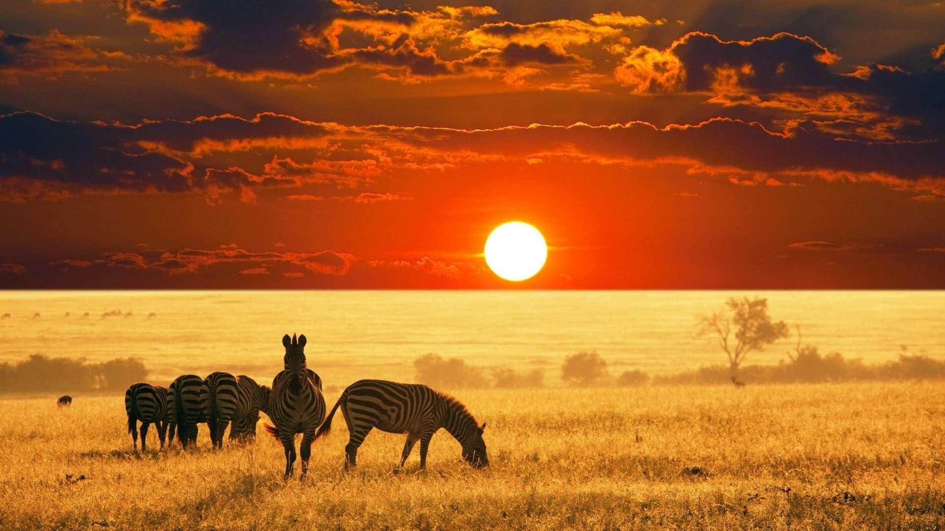 Safari adventure, Exotic wildlife, Vast plains, Stunning natural beauty, 1920x1080 Full HD Desktop