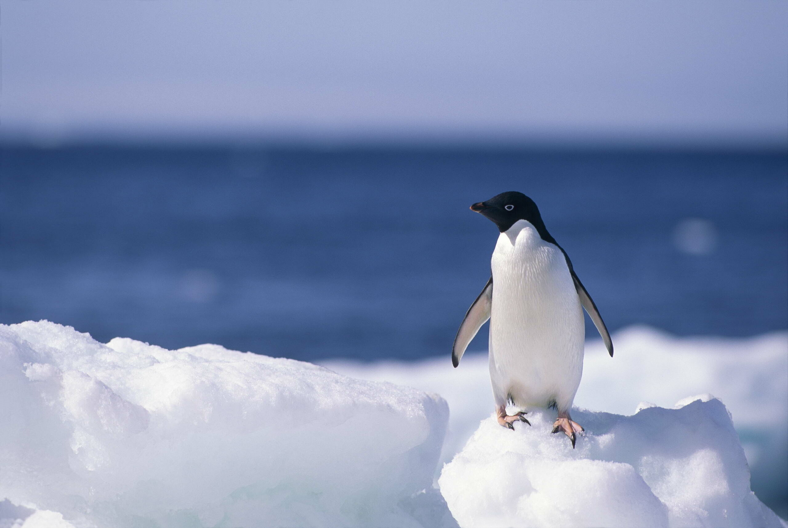 Baby penguin wallpapers, Cute and cuddly, HD and 4K images, Mobile charm, 2560x1720 HD Desktop
