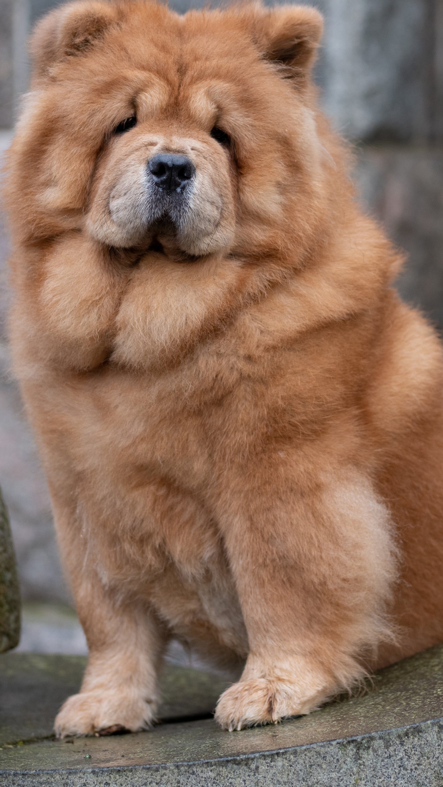 Chow Chow, Dog wallpapers, Backgrounds, 1440x2560 HD Handy