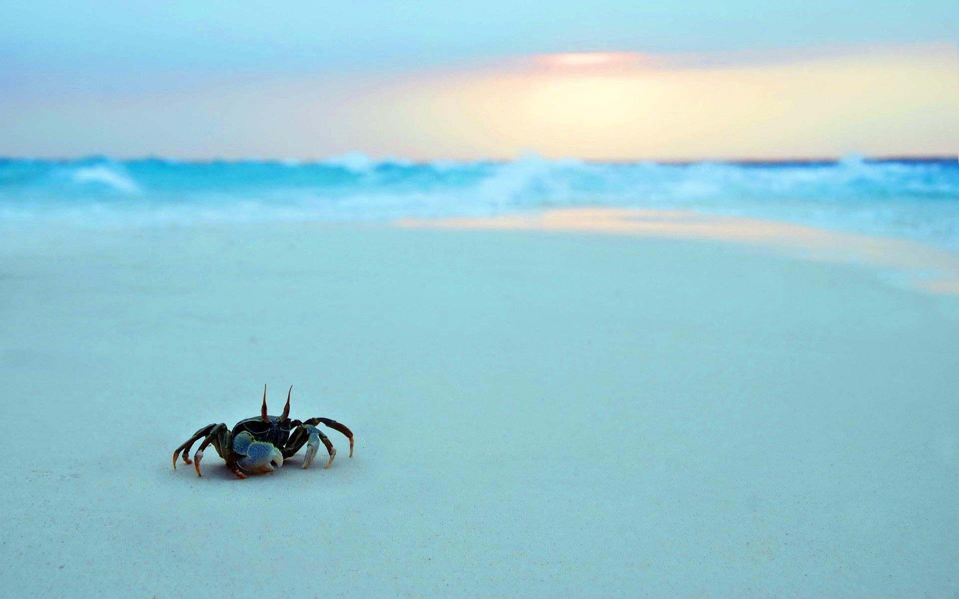 Crab: The species with one large claw on one side is called the Fiddler. 1920x1200 HD Wallpaper.