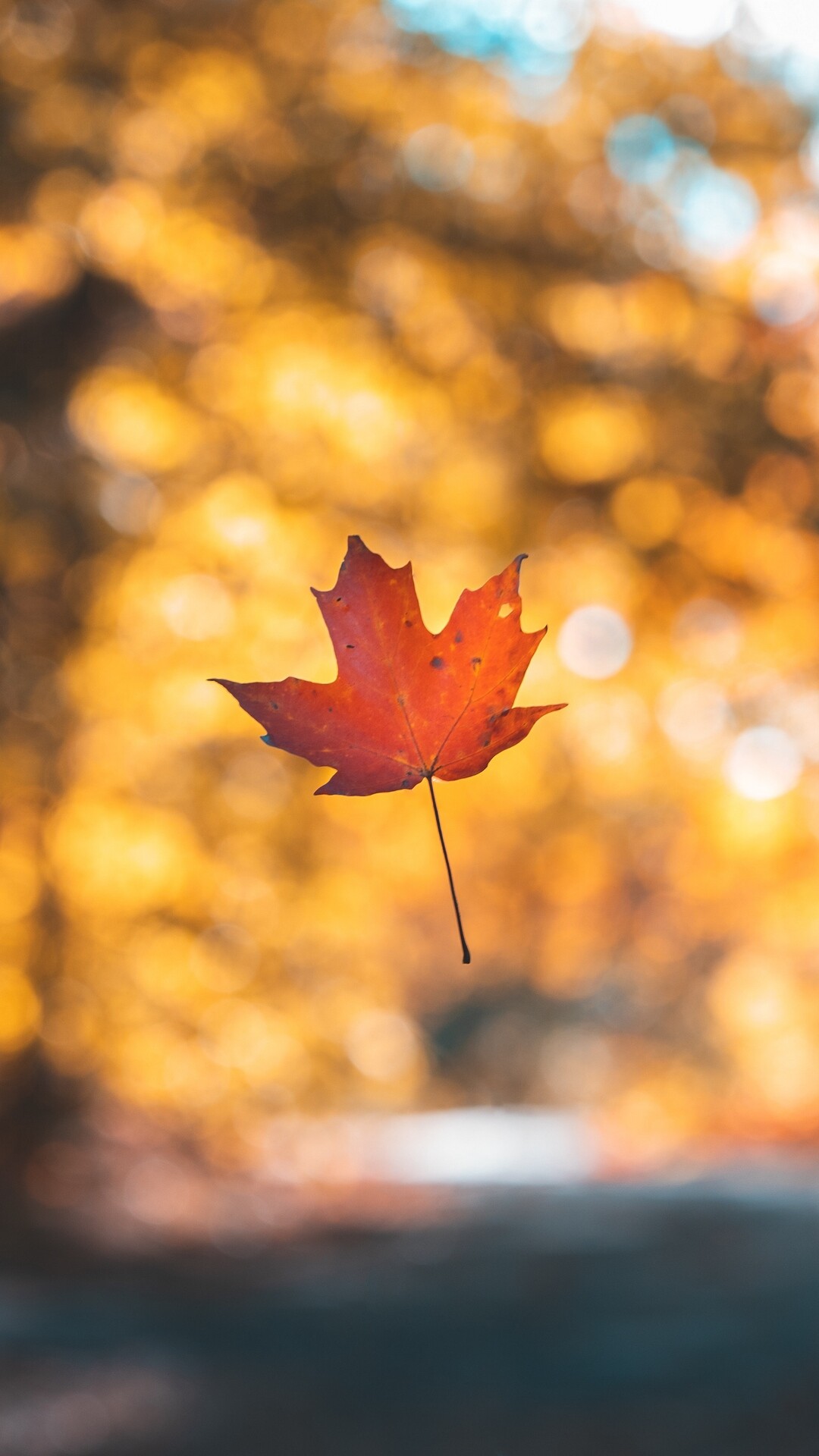 Autumn: The season after summer, Brightly colored maple leaf. 1080x1920 Full HD Background.