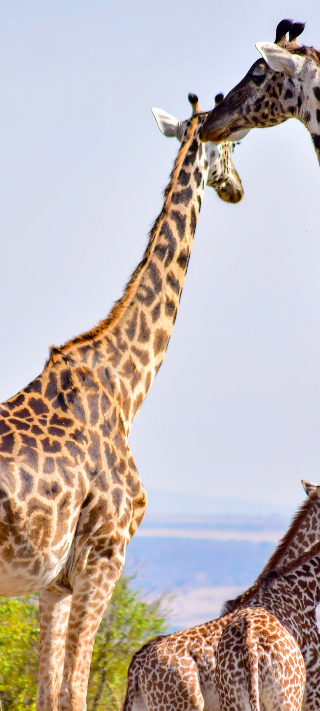 Giraffe, Maasai Mara National Reserve, Kenya wildlife wallpapers, Stunning wildlife imagery, 1080x2400 HD Phone