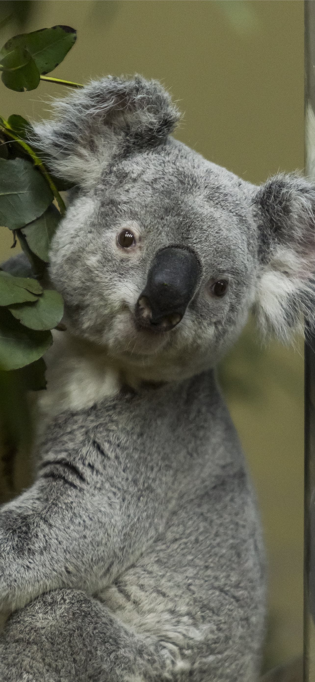 Best koala HD iPhone, HD wallpapers, 1290x2780 HD Handy