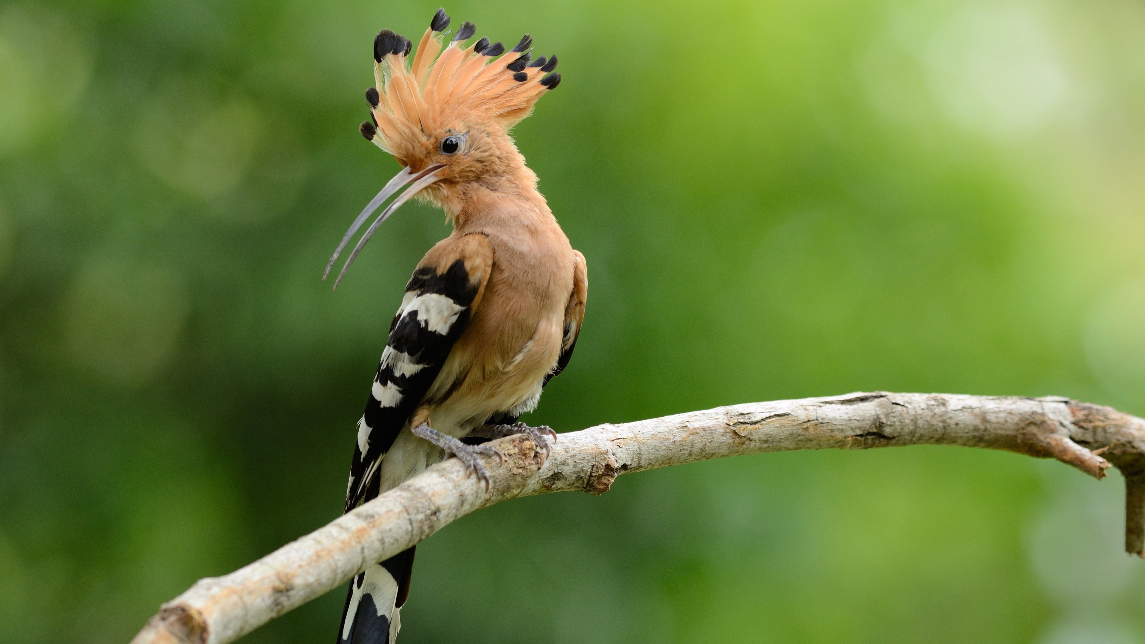 Woodpecker, Animals, Hoopoe bird, Nature, 3840x2160 4K Desktop