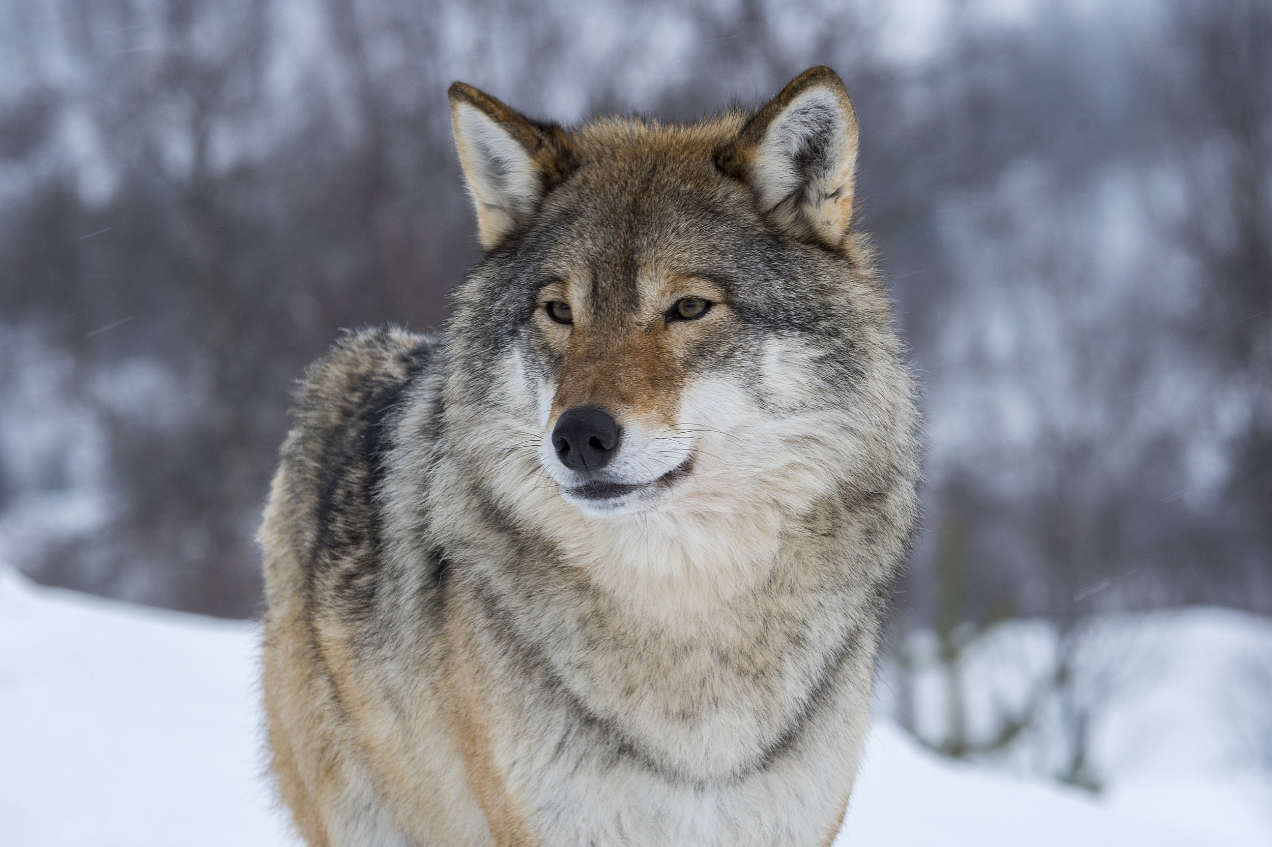 Gray Wolf: Canis lupus, Endangered Species Act, The U.S. Fish and Wildlife Service. 2500x1670 HD Wallpaper.