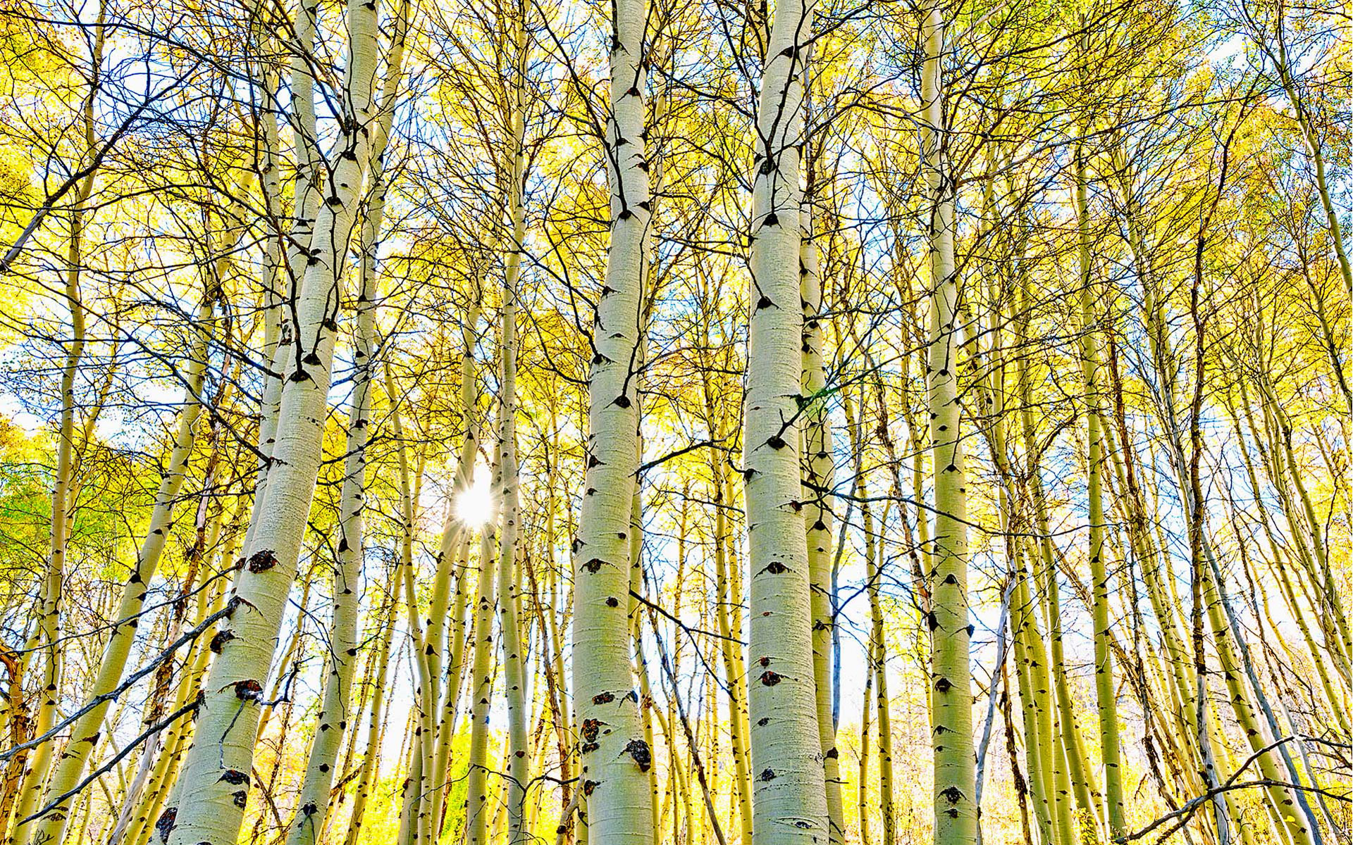 Autumn birch forest, Shining sun, Birch tree, Nature, 1920x1200 HD Desktop