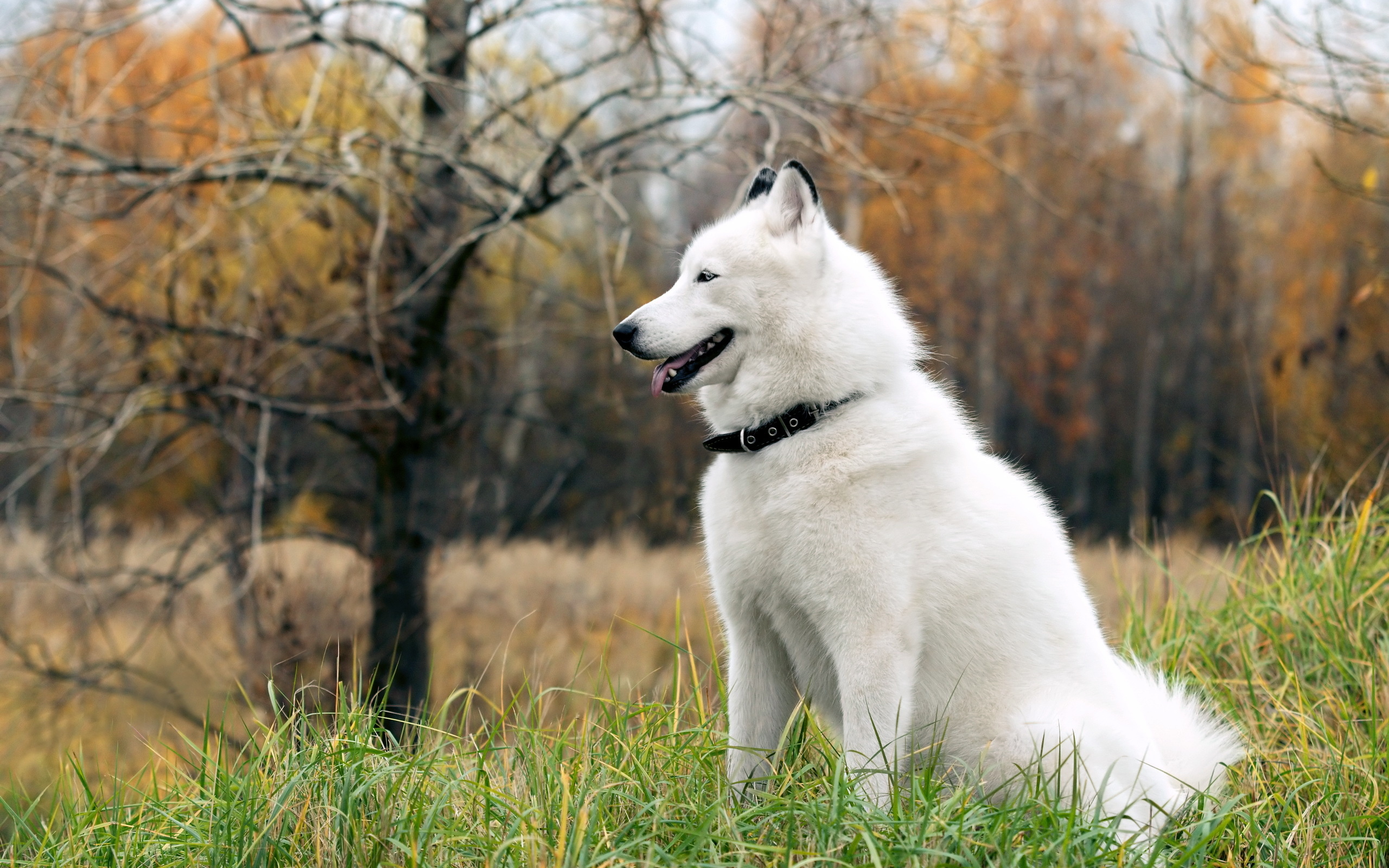 Husky wallpapers by Ryan Walker, Impressive collection, Diverse and captivating, Free to download, 2560x1600 HD Desktop