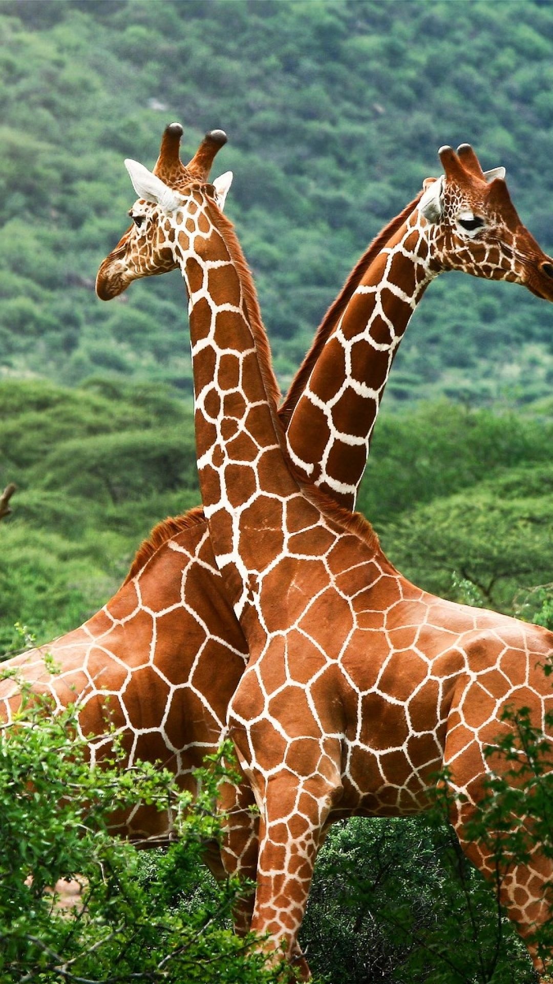 Giraffe: Trees, Couple, Spotted fur, Wild animals. 1080x1920 Full HD Wallpaper.