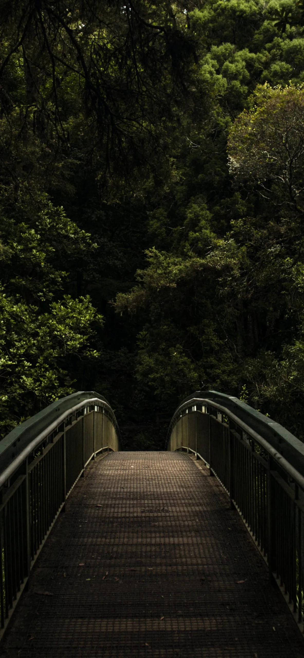 Bridge: A small walkway over the river in the forest park, Trees and natural landscape. 1190x2560 HD Background.