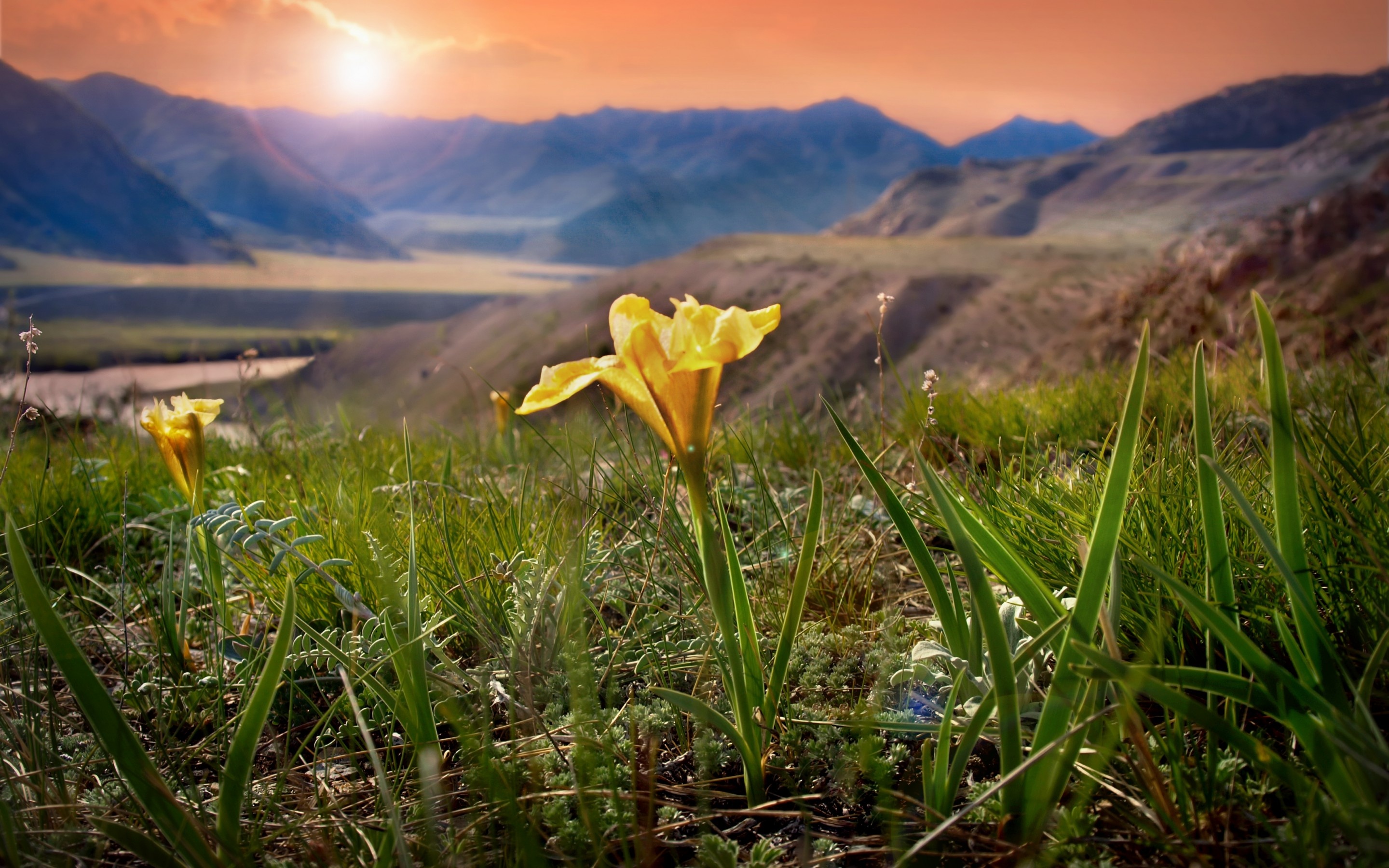 Altai Mountains, Pristine wilderness, Flourishing flora, Breathtaking views, 2880x1800 HD Desktop