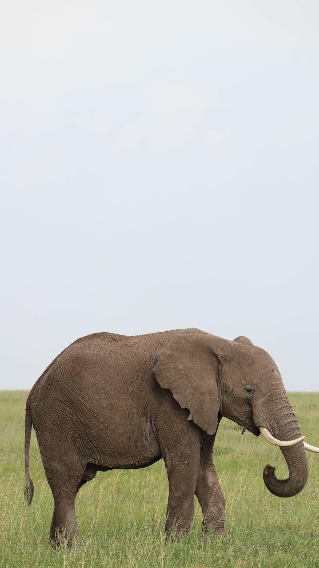 Elephant: Elephants are grayish to brown in color, and their body hair is sparse and coarse. 1080x1920 Full HD Background.