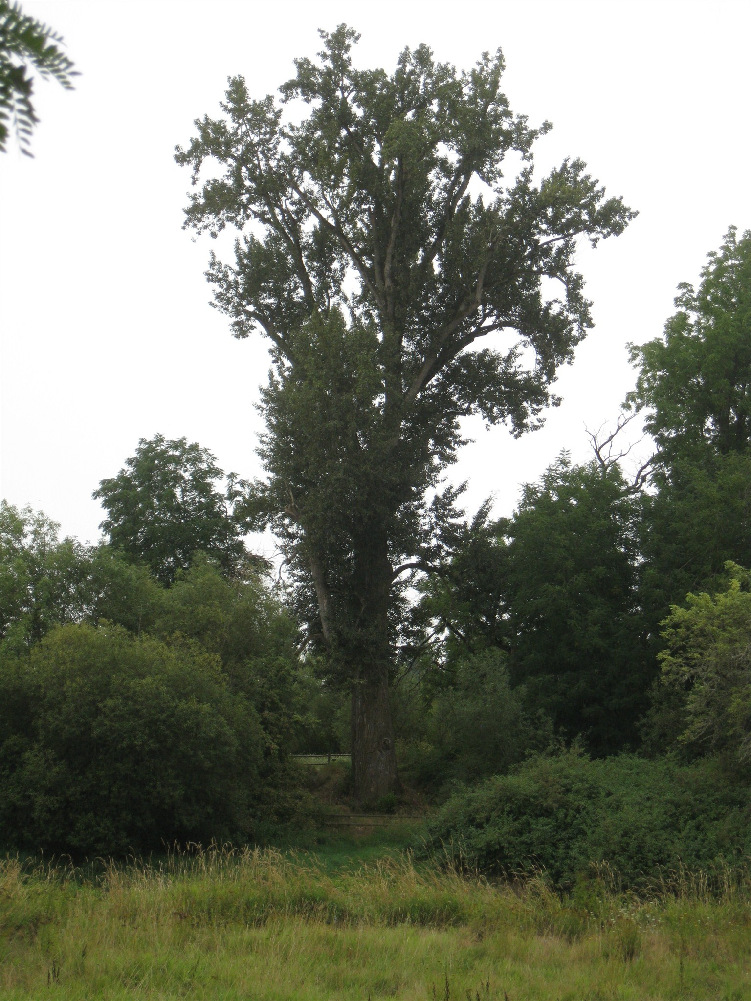 Largest black cottonwood, United States record, Marion County, Exceptional trees, 1540x2050 HD Handy