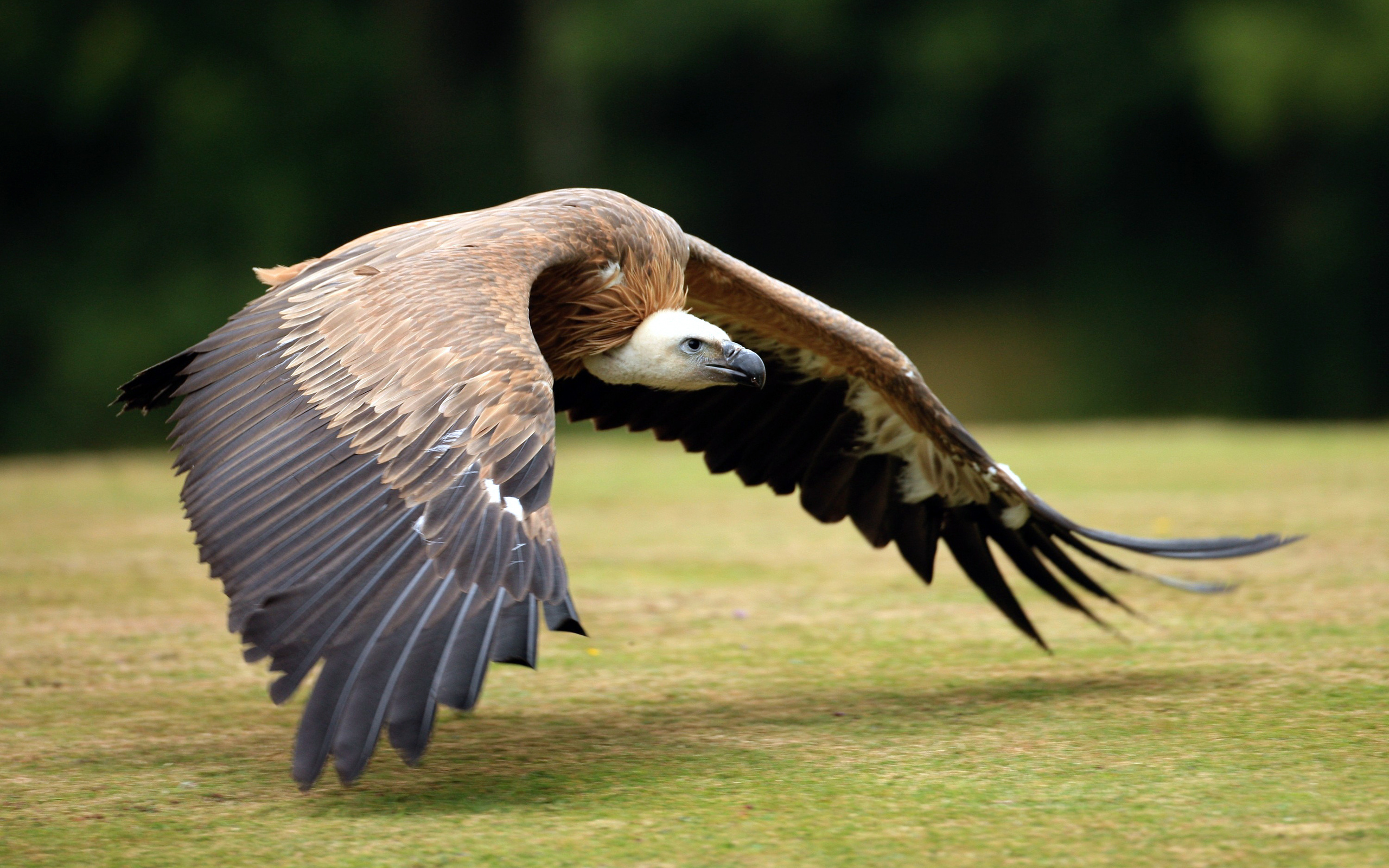 Griffon (Bird): Large birds with a wingspan that can reach up to 9.2 feet. 2560x1600 HD Background.