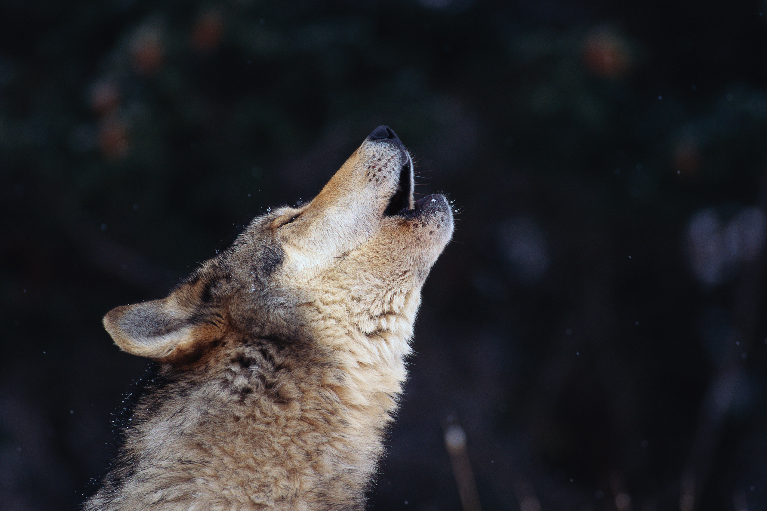 Wild wolf, Howling in nature, Majestic wildlife, Moonlit night, 2550x1700 HD Desktop