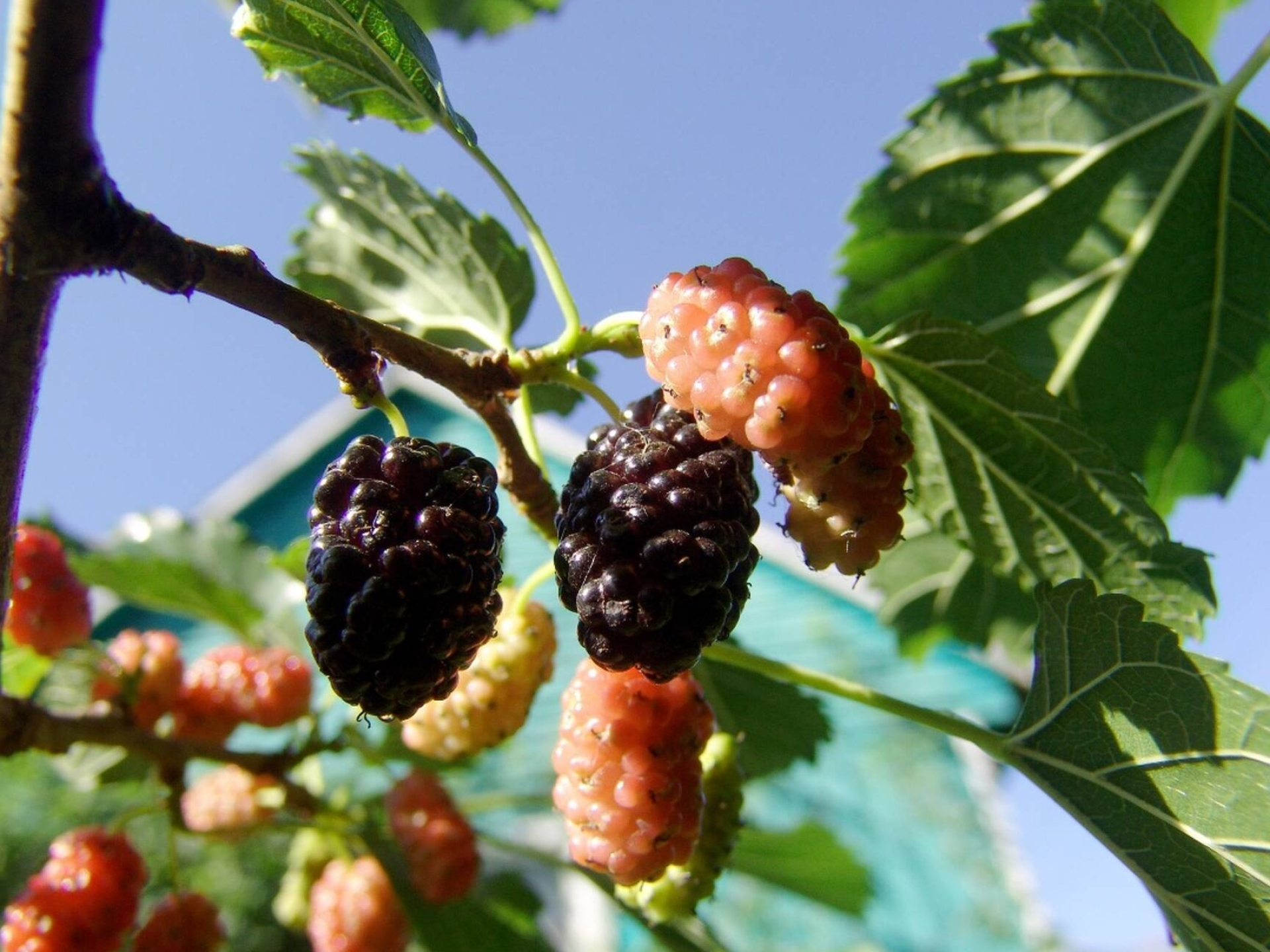 Mulberry berries image, Ripe fruits, Delicious berries, Free pictures, 1920x1440 HD Desktop