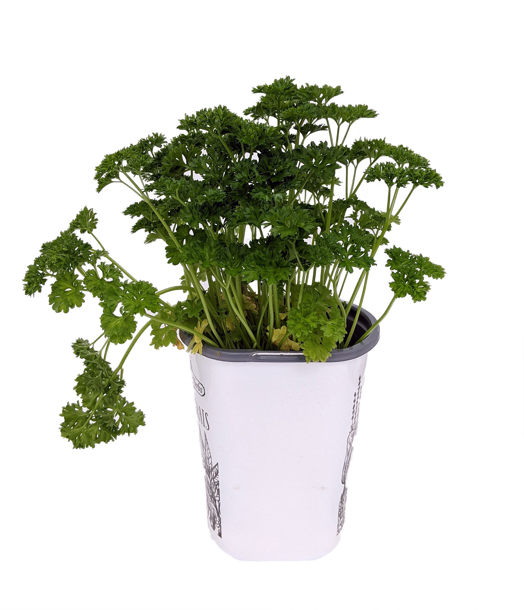 Parsley herb, Curly leaf variety, Fresh and vibrant, Fragrant aroma, 1720x2000 HD Handy
