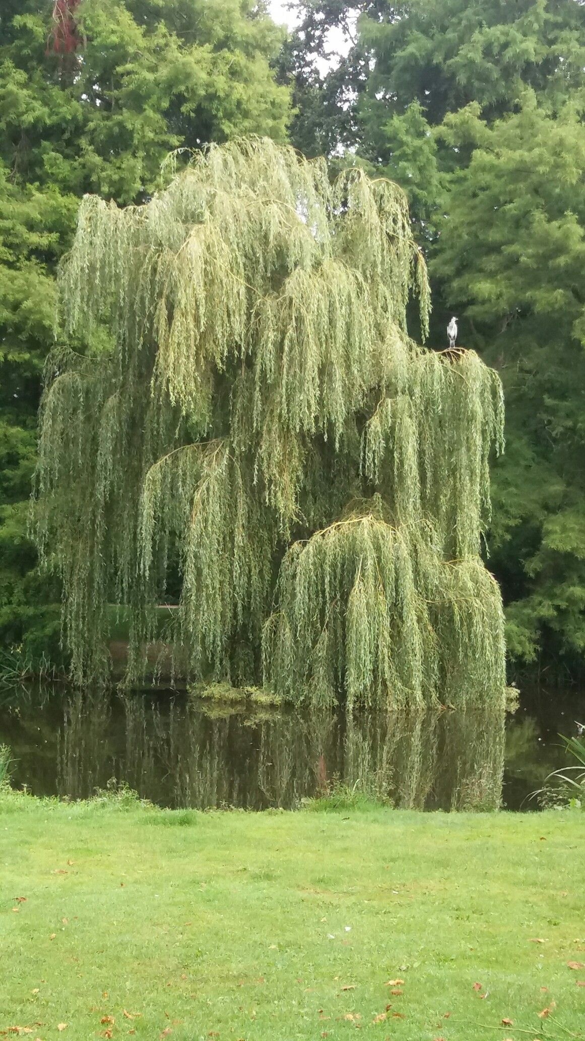 Willow Tree, Amsterdam, Tranquil scenes, Scenic beauty, 1170x2070 HD Phone
