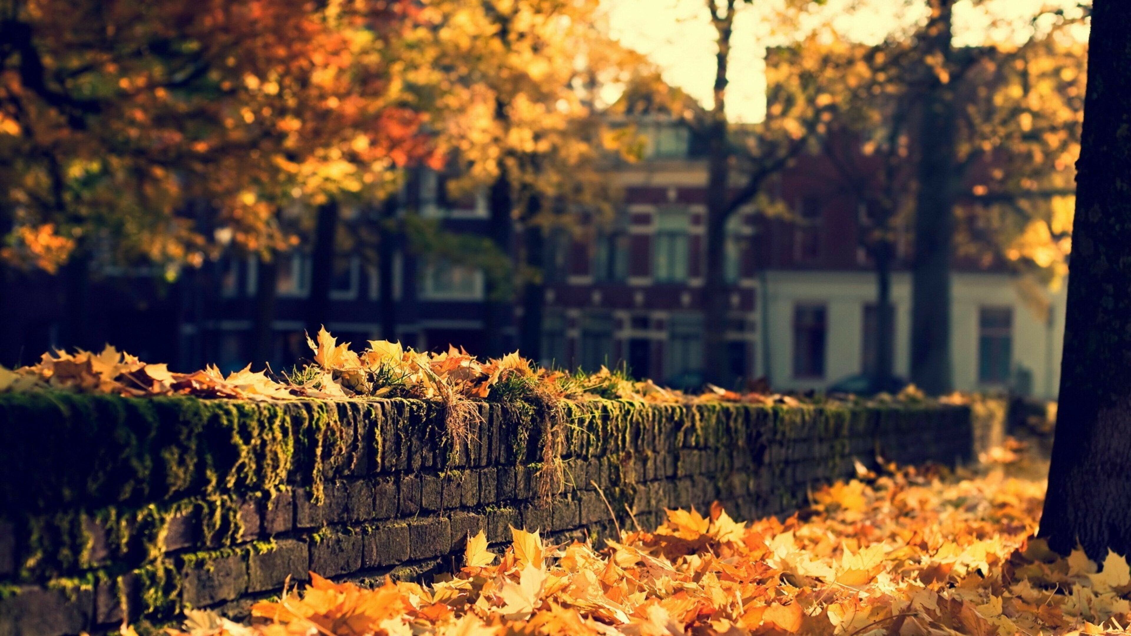 Autumn: Brightly colored maple leaves, Fall, Foliage. 3840x2160 4K Wallpaper.