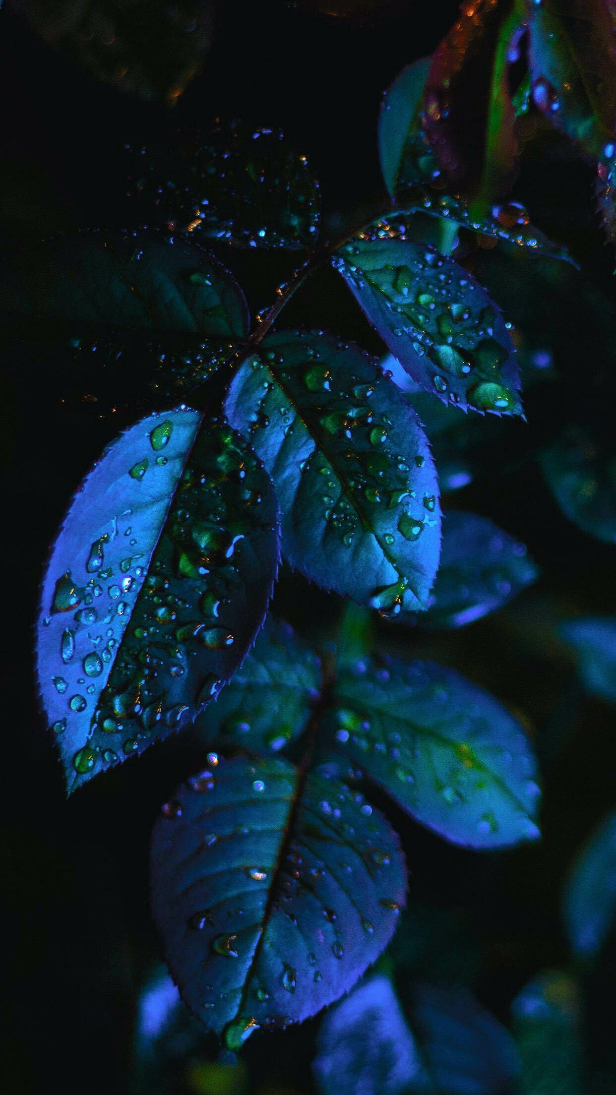 Leaf: Most plant species in the plant kingdom have green leaves. 1250x2210 HD Wallpaper.