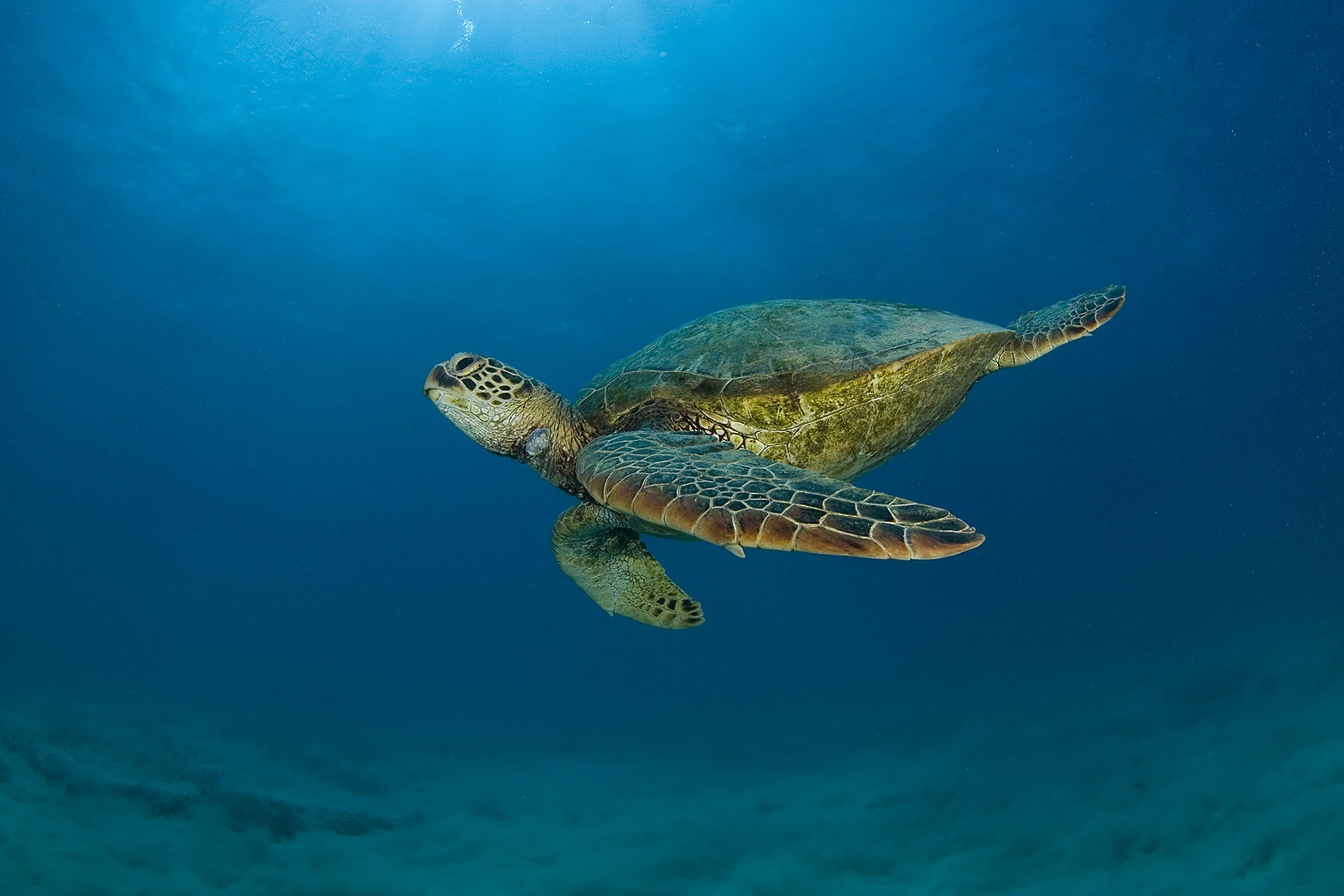 Sea turtle enchantment, Animal wallpapers, HQ pictures, Nature's tranquility, 3000x2000 HD Desktop