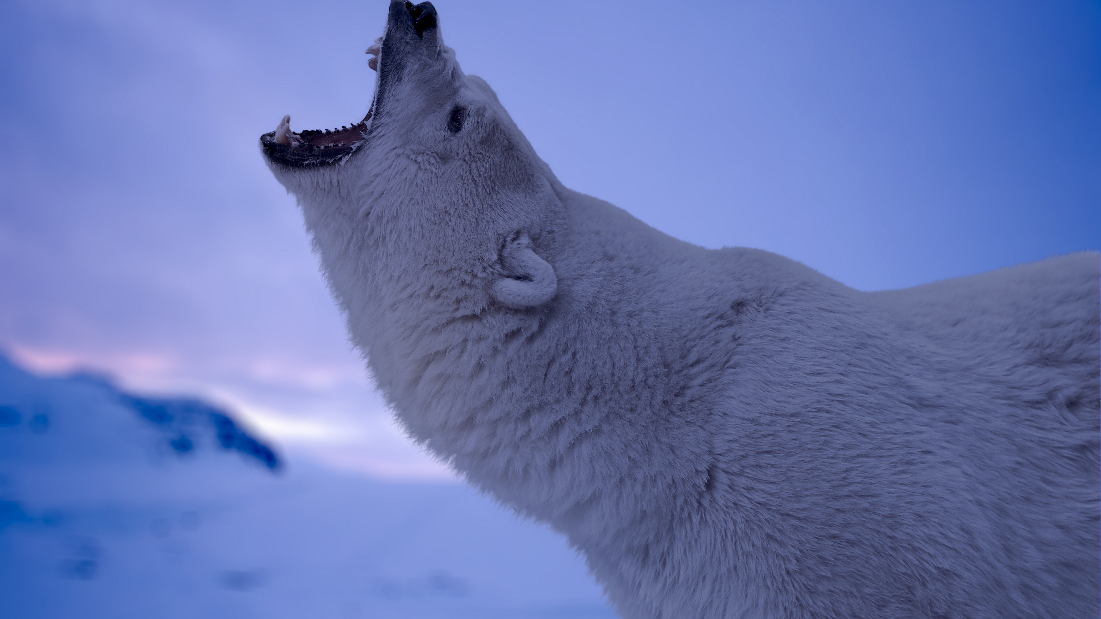 Chilling winter scene, Majestic creature, Crystal-clear snow, Bear in the wild, 3840x2160 4K Desktop