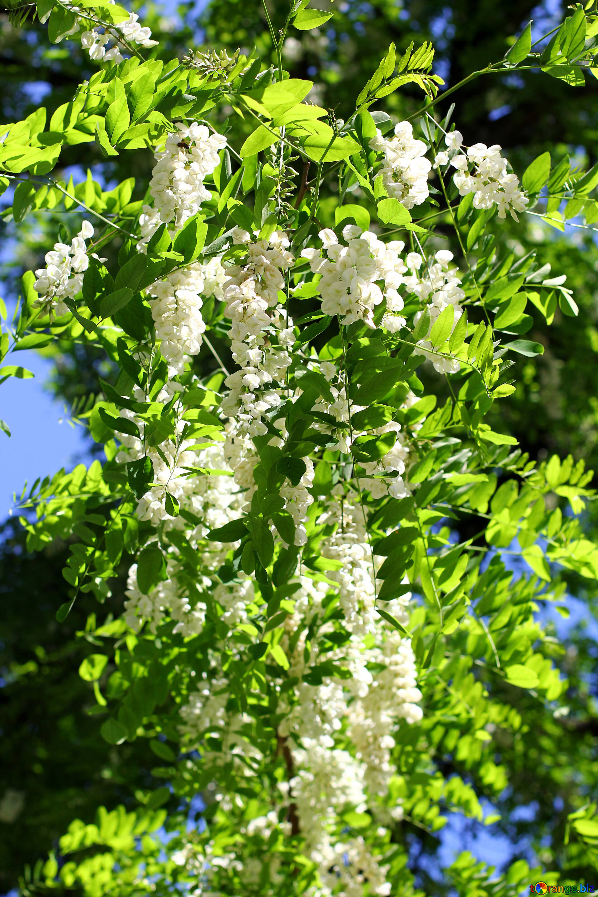 Blossoming acacia, White flowered branches, Tree's elegance, Nature's masterpiece, 1920x2880 HD Phone
