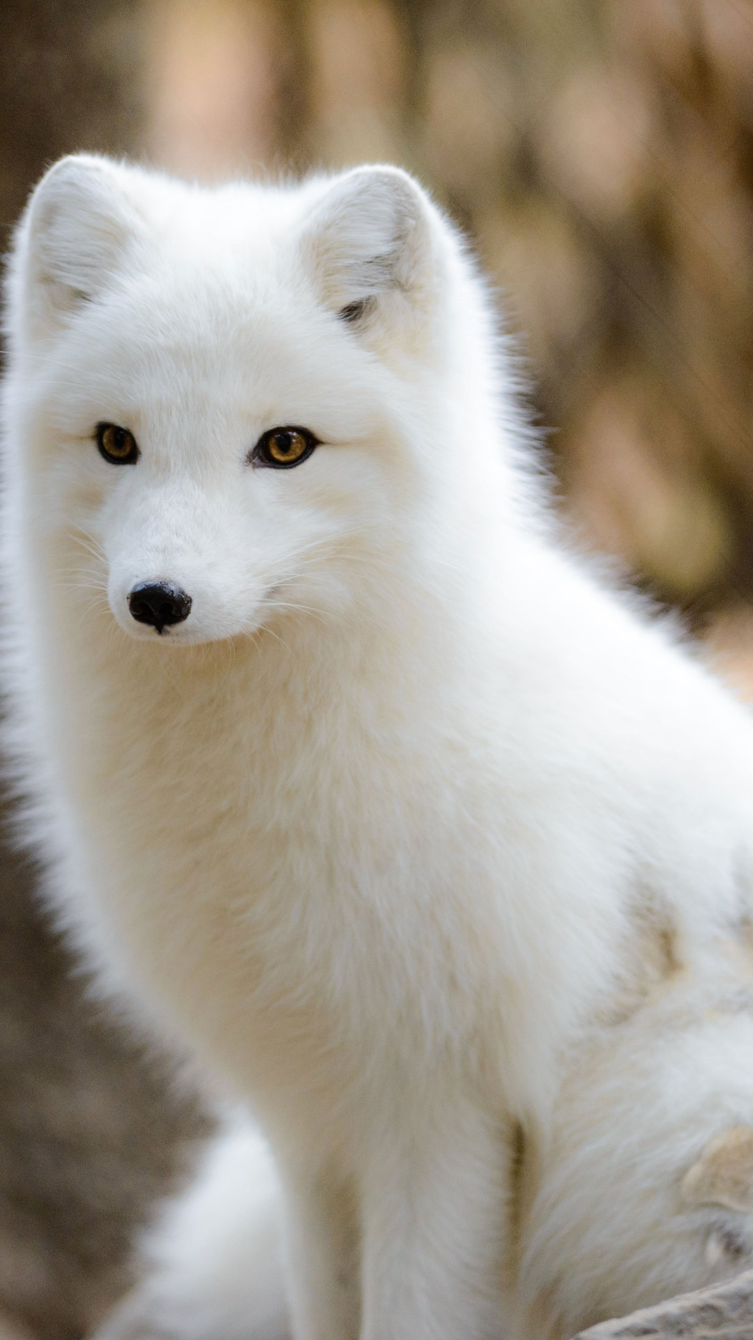 Arctic fox in the wild, Long-coated breed, Snowy scenery, Arctic beauty, 1080x1920 Full HD Phone