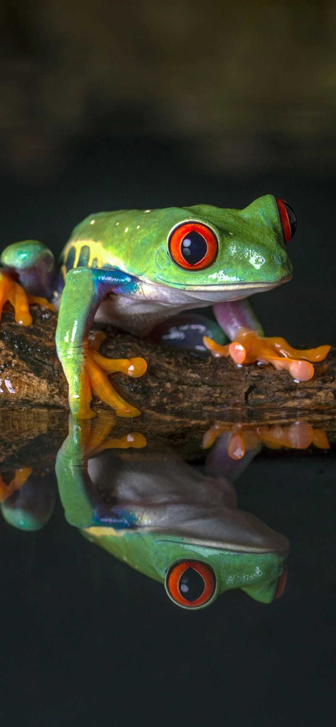 4K frog wallpaper, Vibrant red-eyed frog, Stunning amphibian, Frog enthusiast, 1130x2440 HD Handy