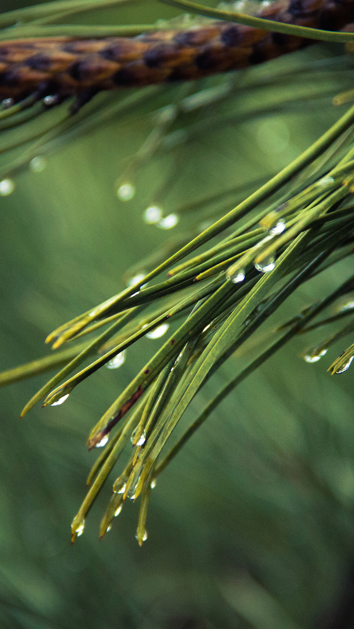 Rainy pine tree wallpaper, Green nature mountain, iPhone 11 wallpaper, Serene landscape, 1250x2210 HD Handy