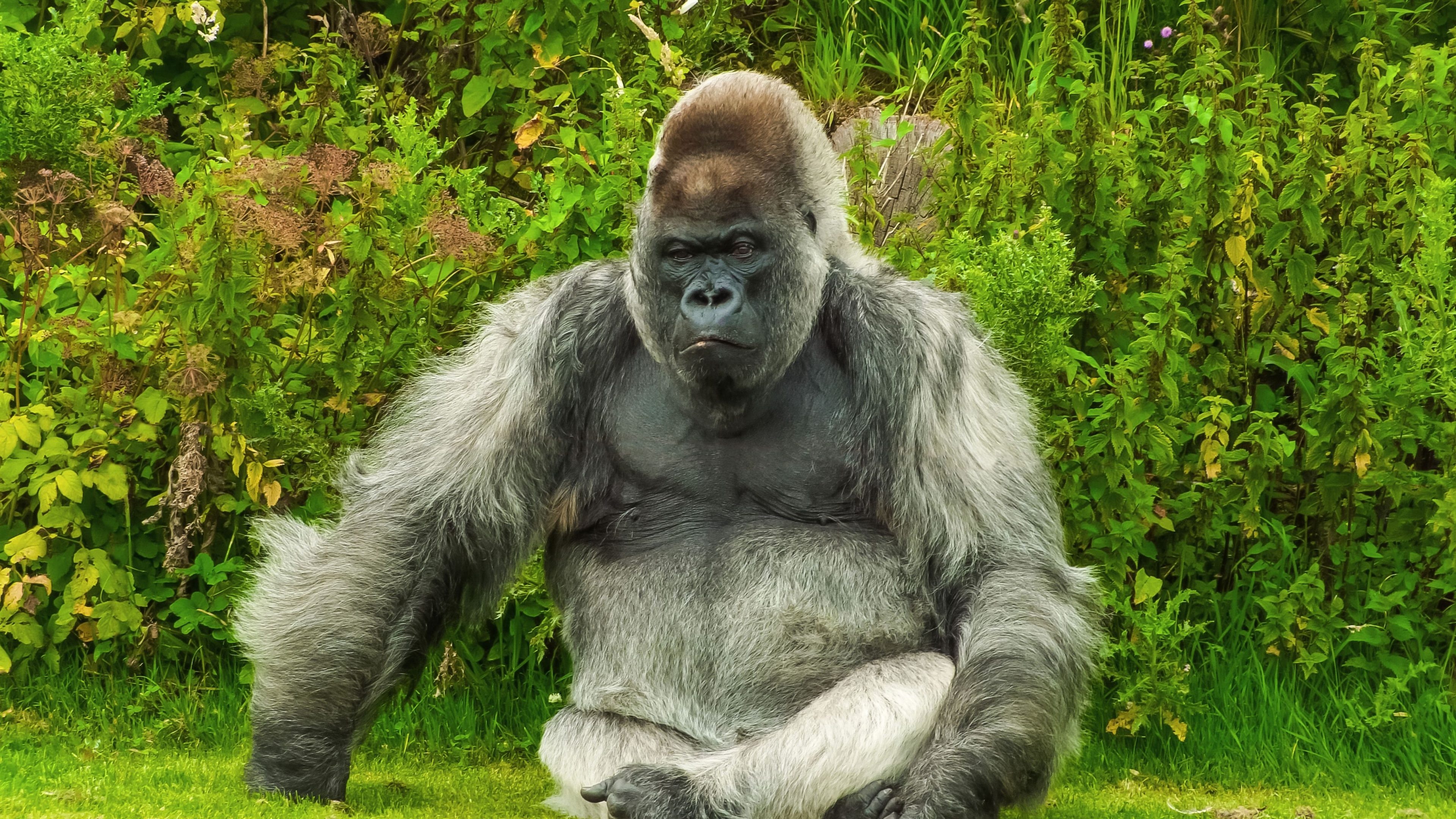 Silverback gorilla, Stunning 4K wallpaper, Powerful primate, Wildlife beauty, 3840x2160 4K Desktop
