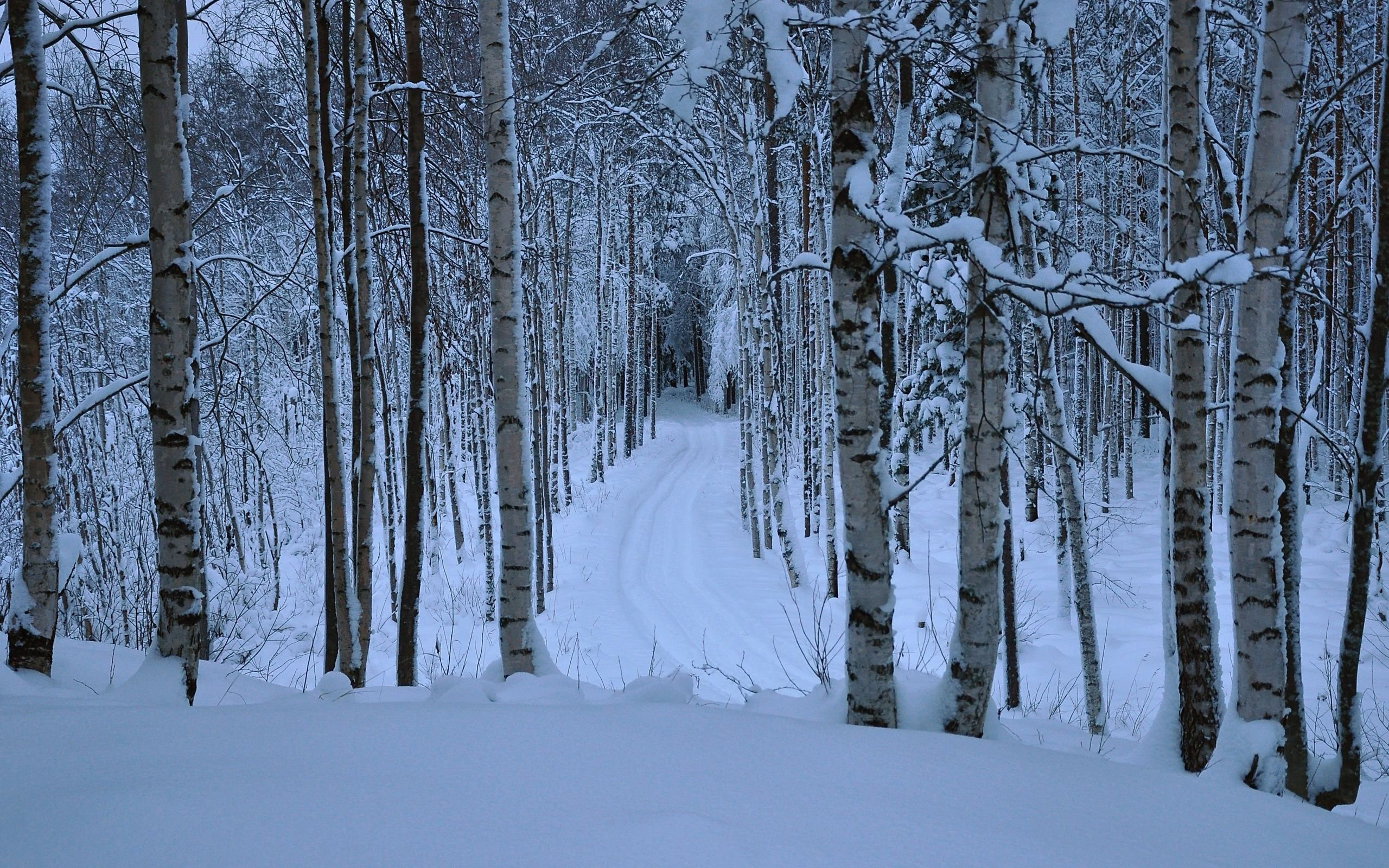 Winter birch forest, Birch tree, Nature, Cold, 2560x1600 HD Desktop