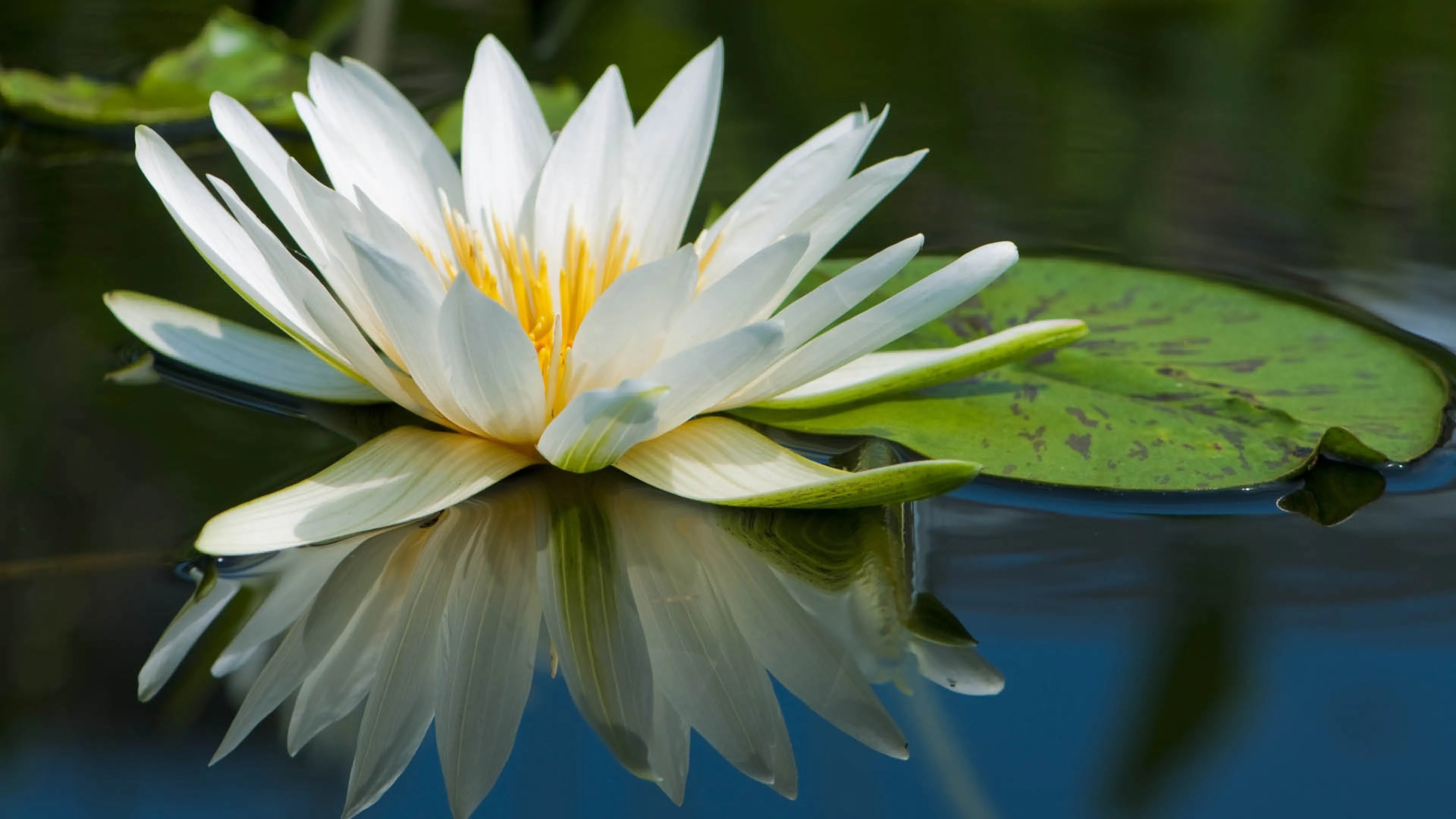 Nature, water lily, full HD, 3840x2160 4K Desktop