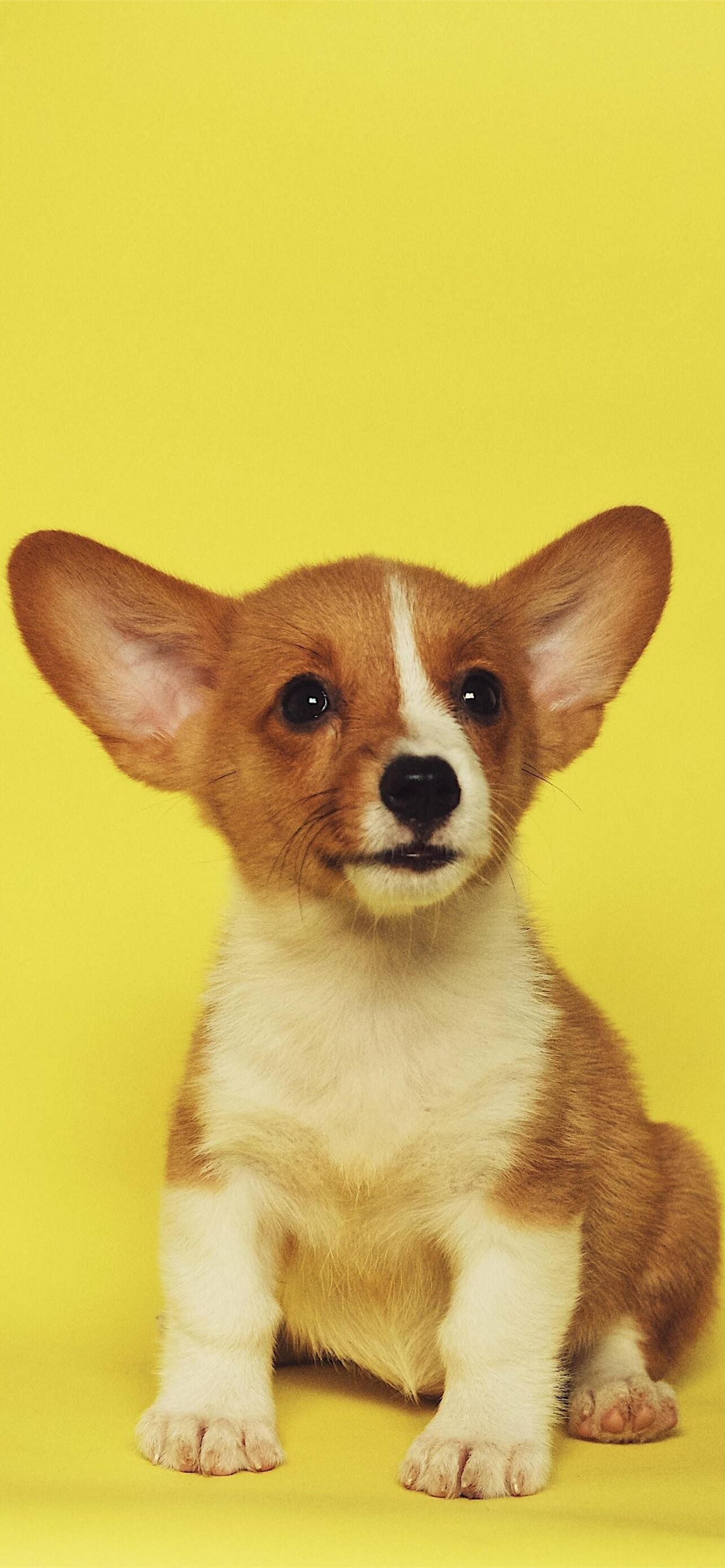 Corgi: Puppy, The Cardigan and the Pembroke, are named for the county in Wales where they originated. 1290x2780 HD Background.