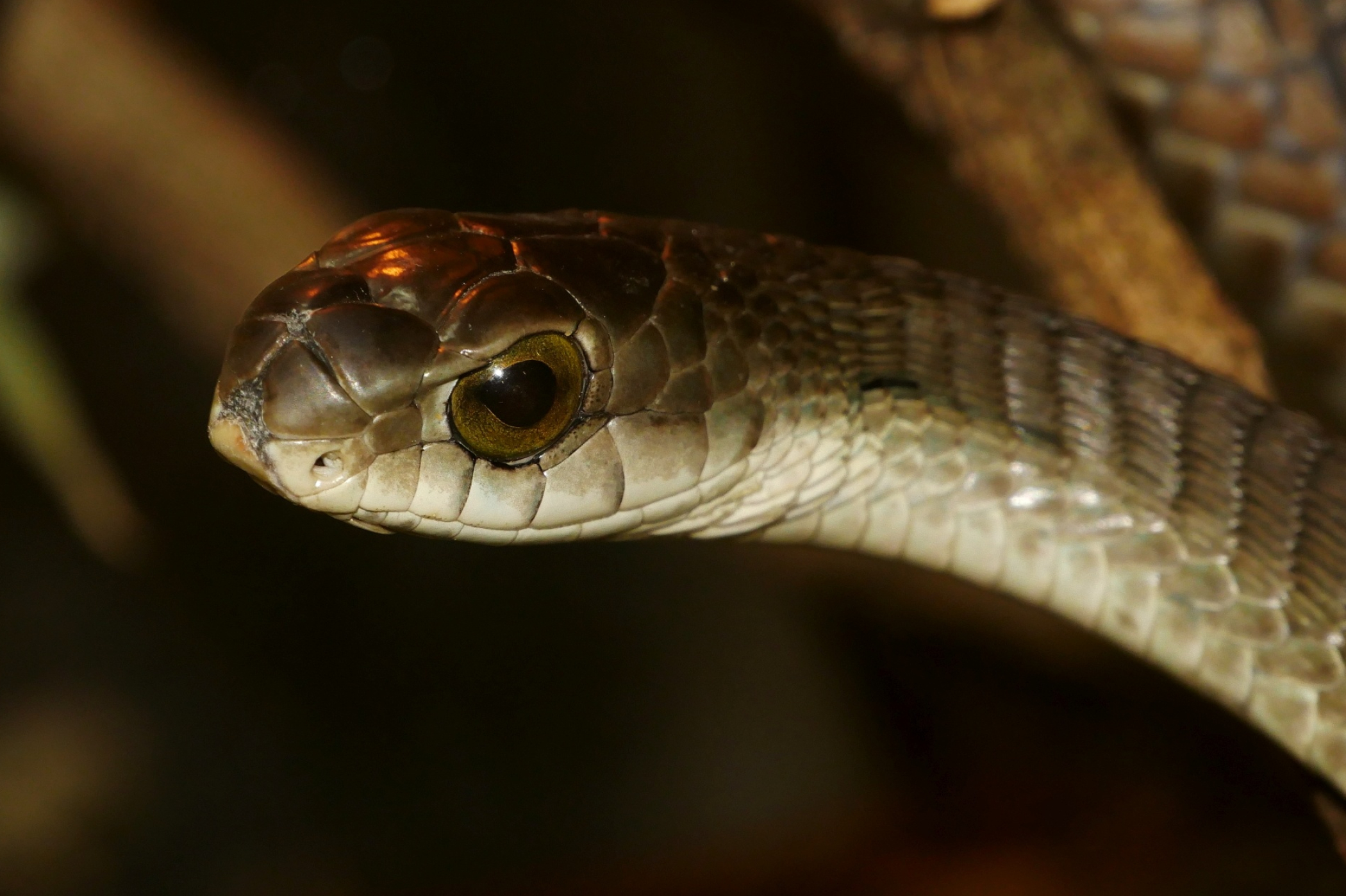 Boomslang, Dispholidus typus, African serpent, Venomous reptile, 2100x1400 HD Desktop