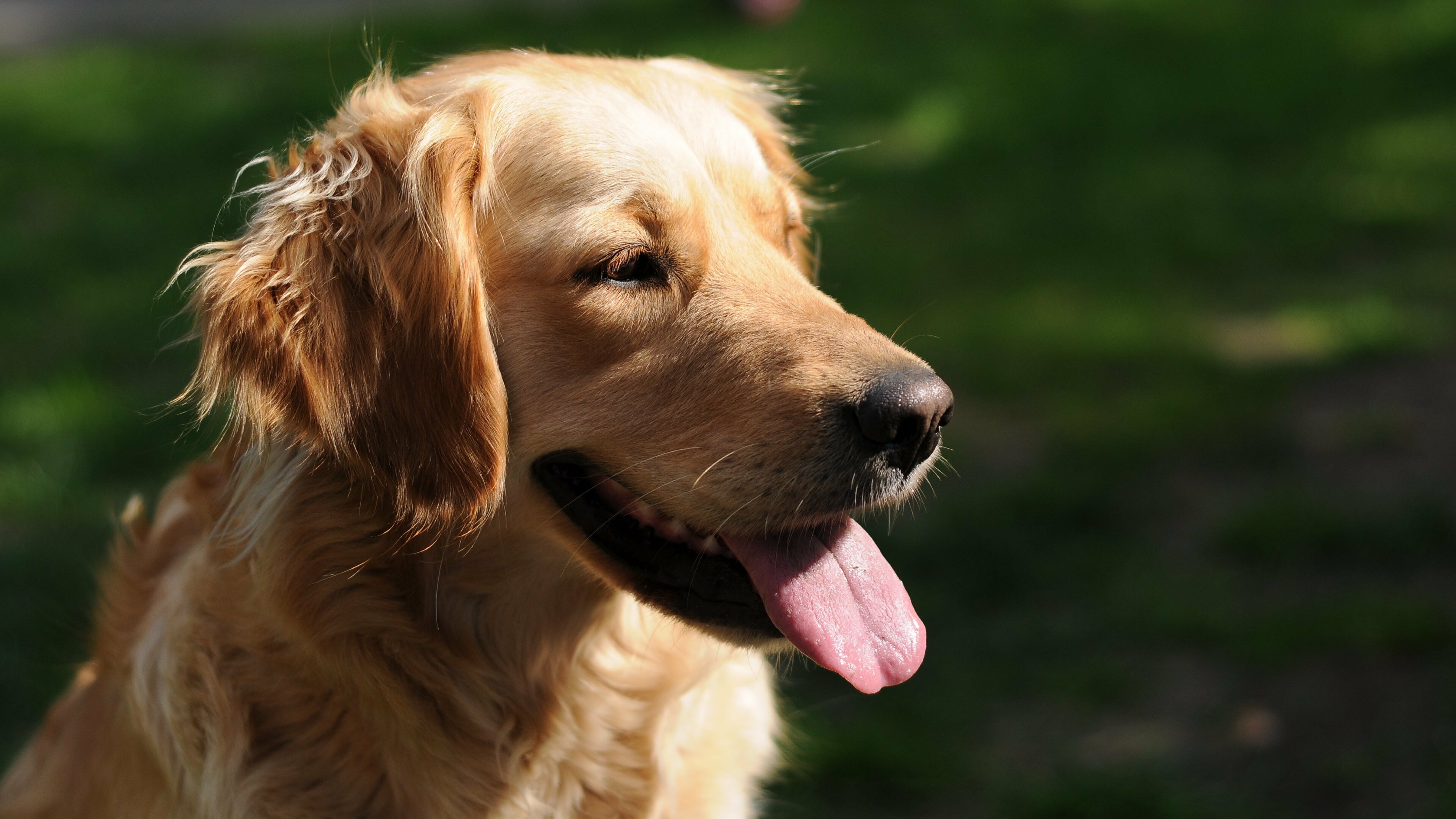 Golden Retriever: Serious workers at hunting and field work, as guides for the blind, and in search-and-rescue, Enjoy obedience and other competitive events, and have an endearing love of life when not at work, Pet. 3840x2160 4K Wallpaper.